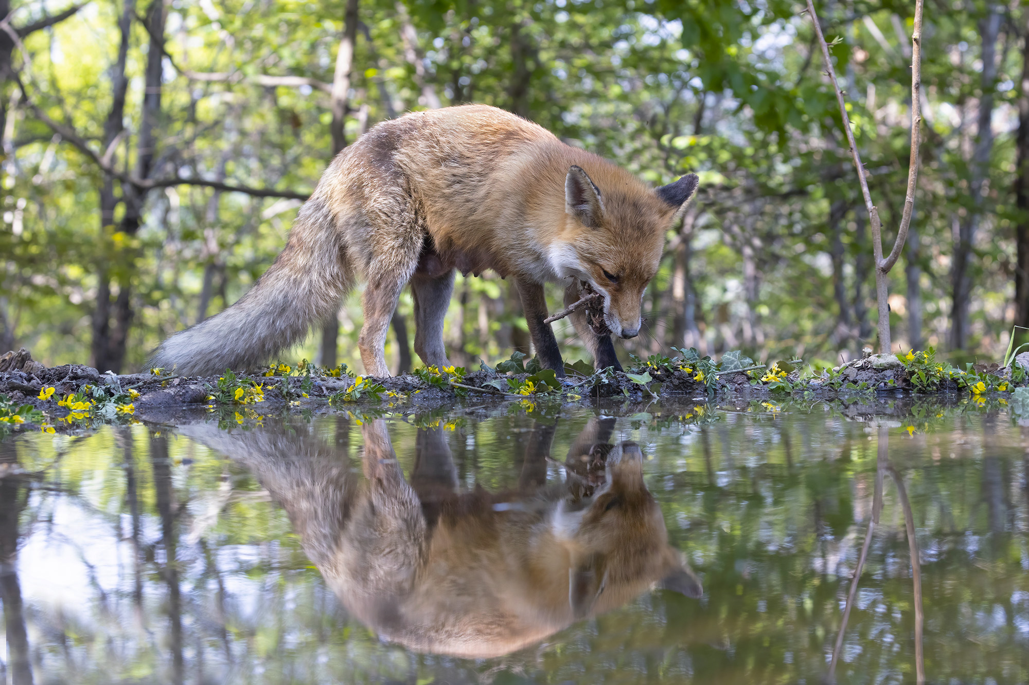 la volpe e l'acqua