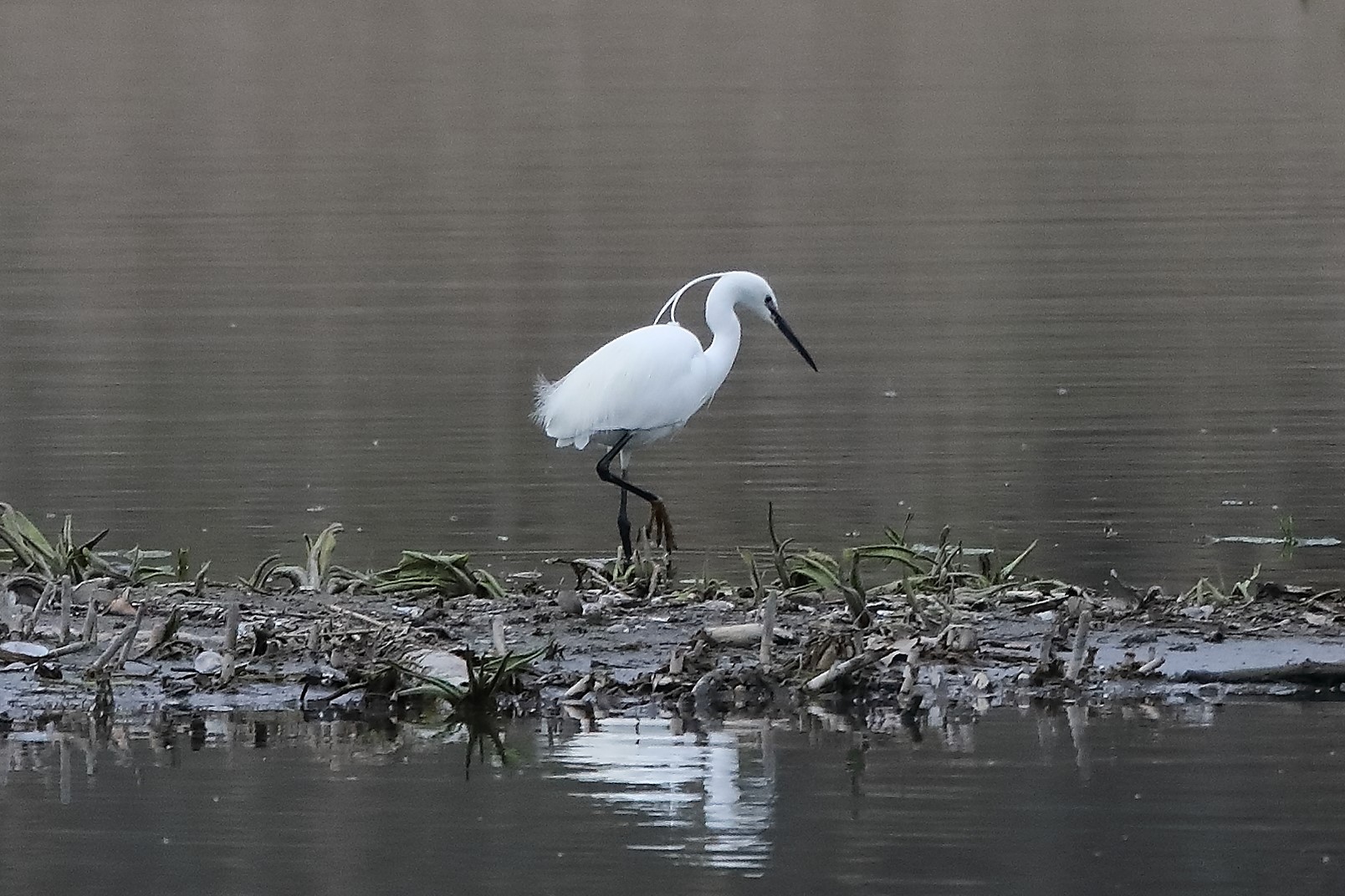 egret 04-04-2022