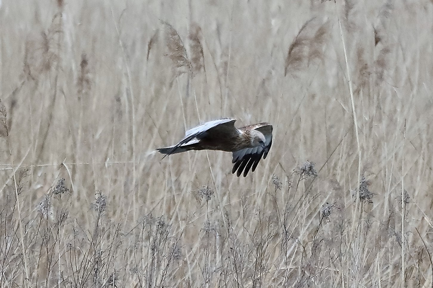 marsh harrier 04-04-2022