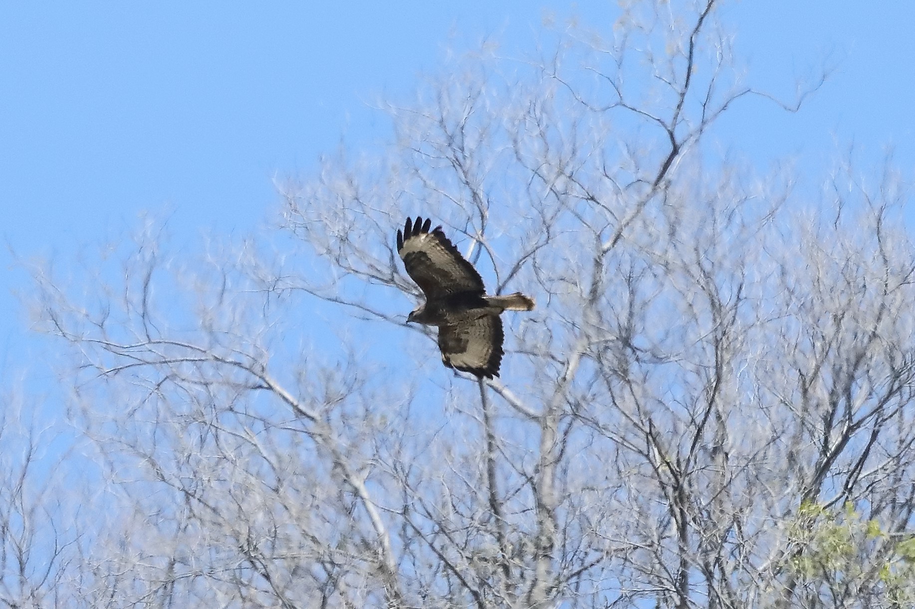 buzzard 05-04-2022