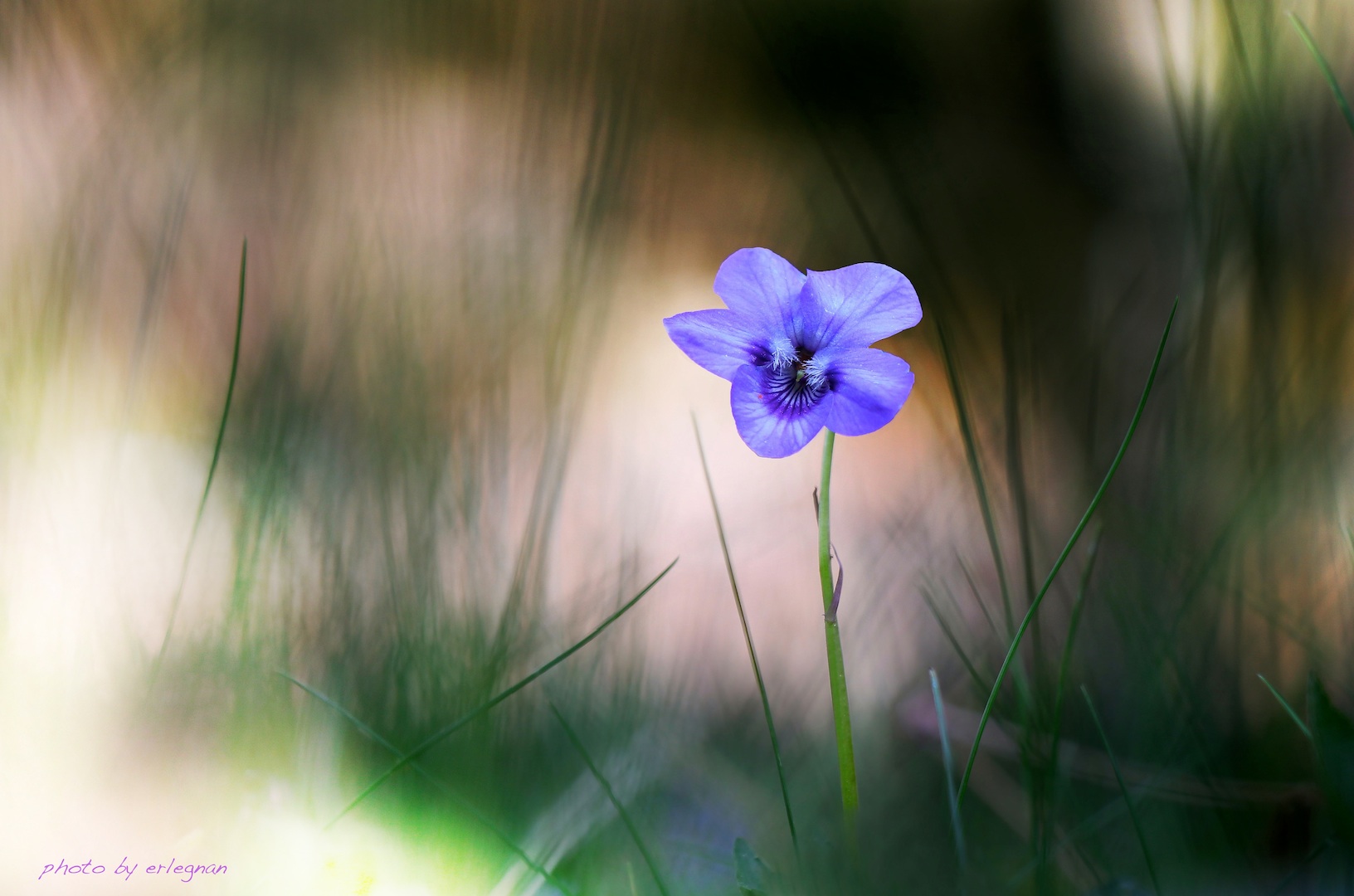 Purple at the edge of the forest