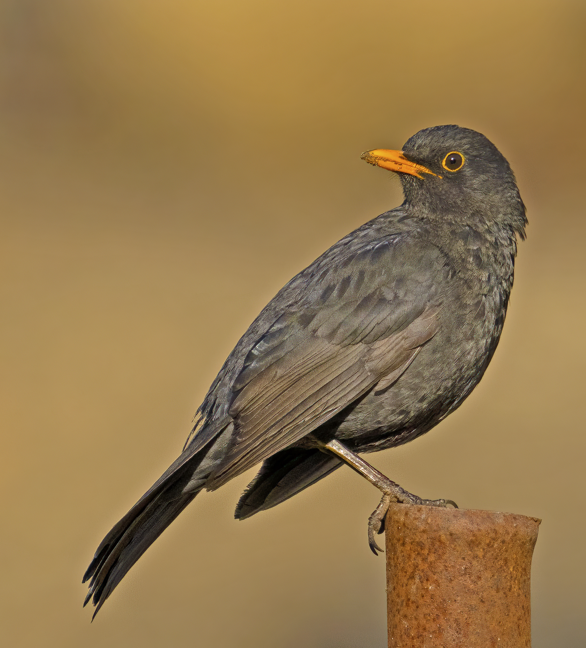 alle prime ore del mattino