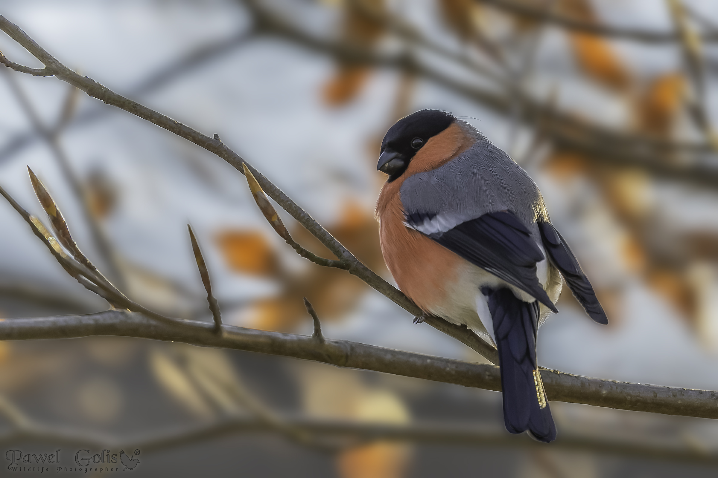 Ciuffolotto eurasiatico (Pyrrhula pyrrhula)