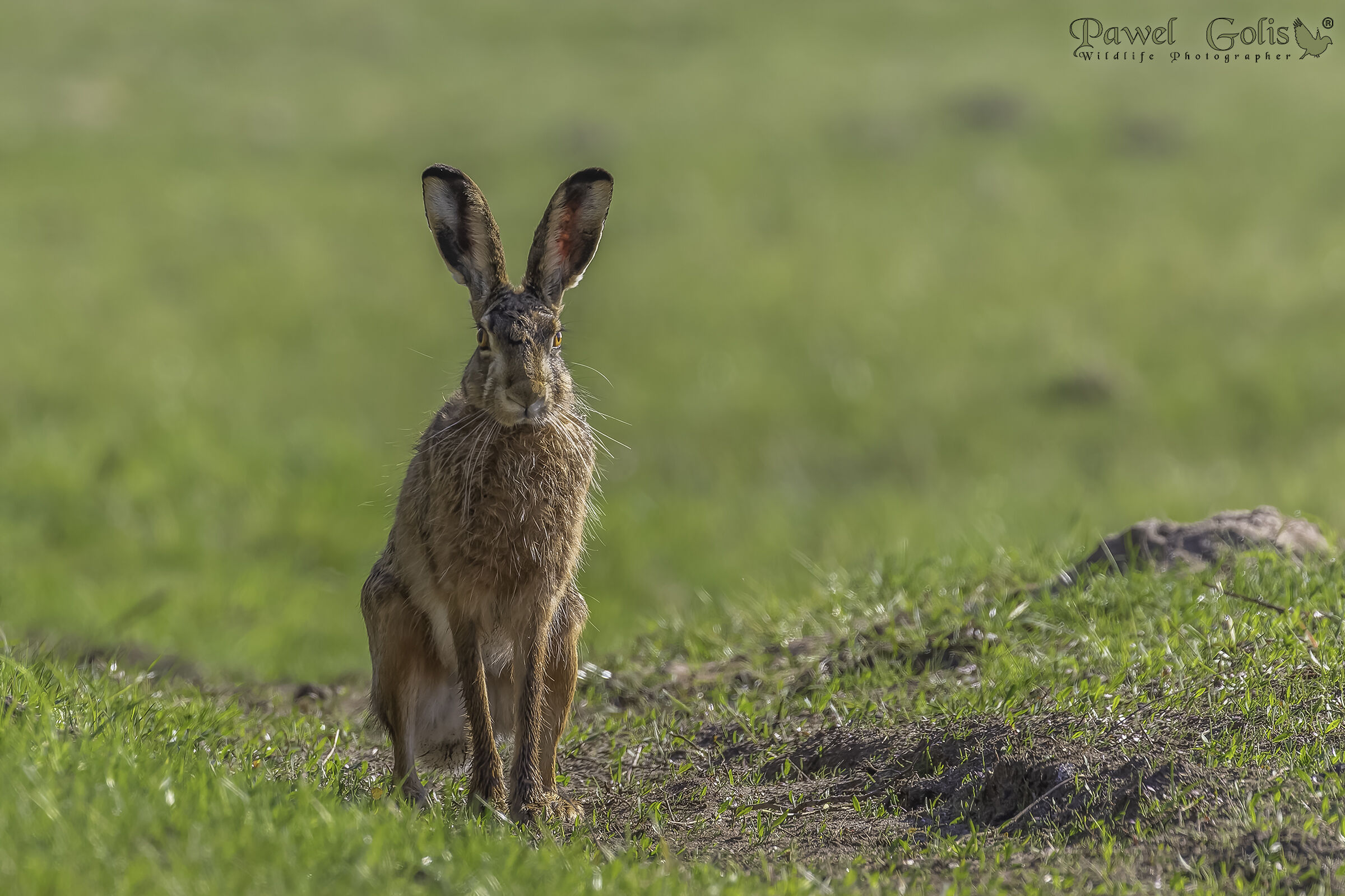 Lepre europea (Lepus europaeus)