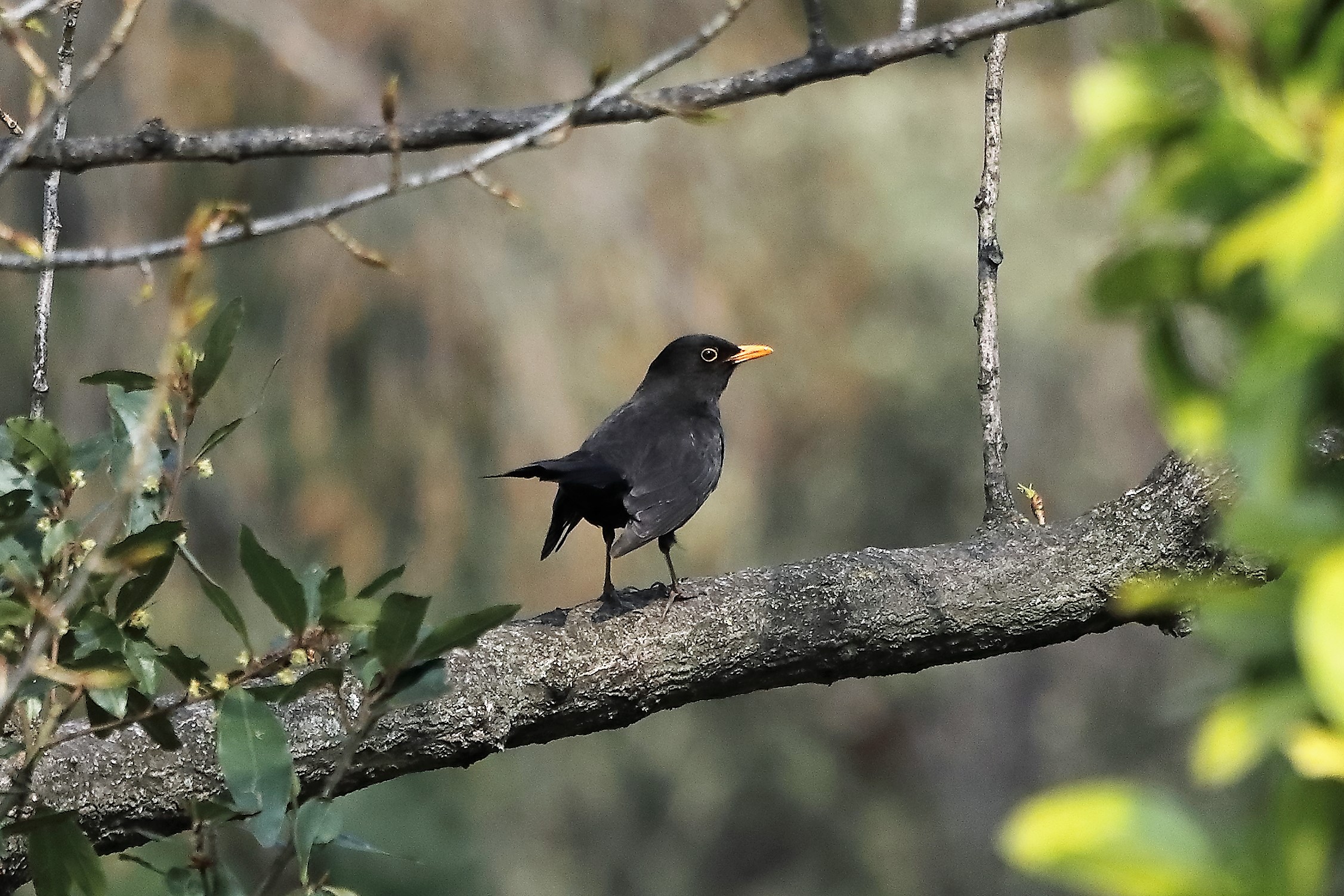 Blackbird 06-04-2022