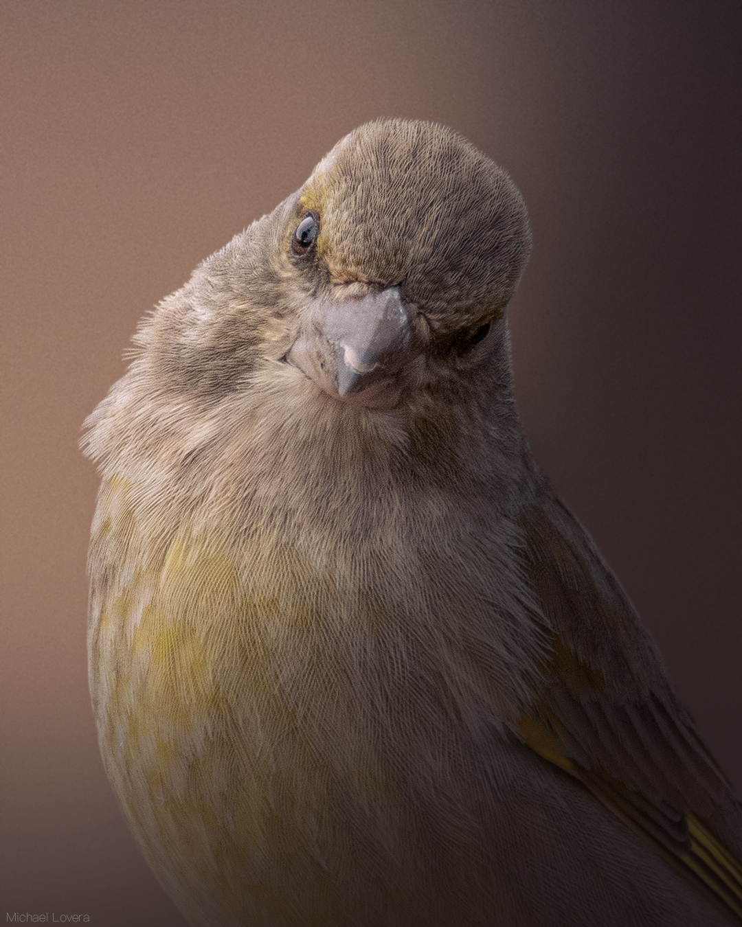 Greenfinch