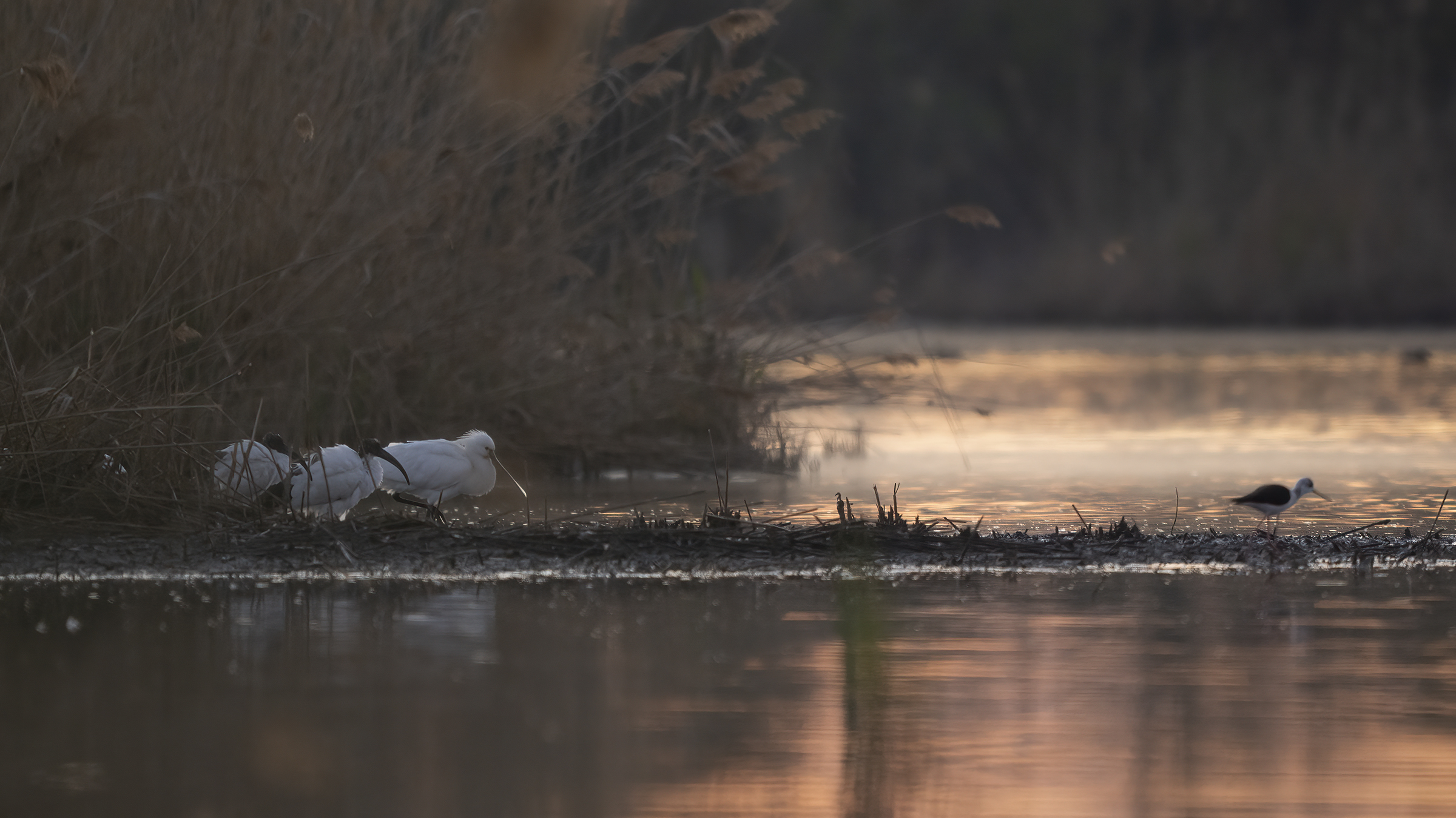 spatola ibis e cavaliere