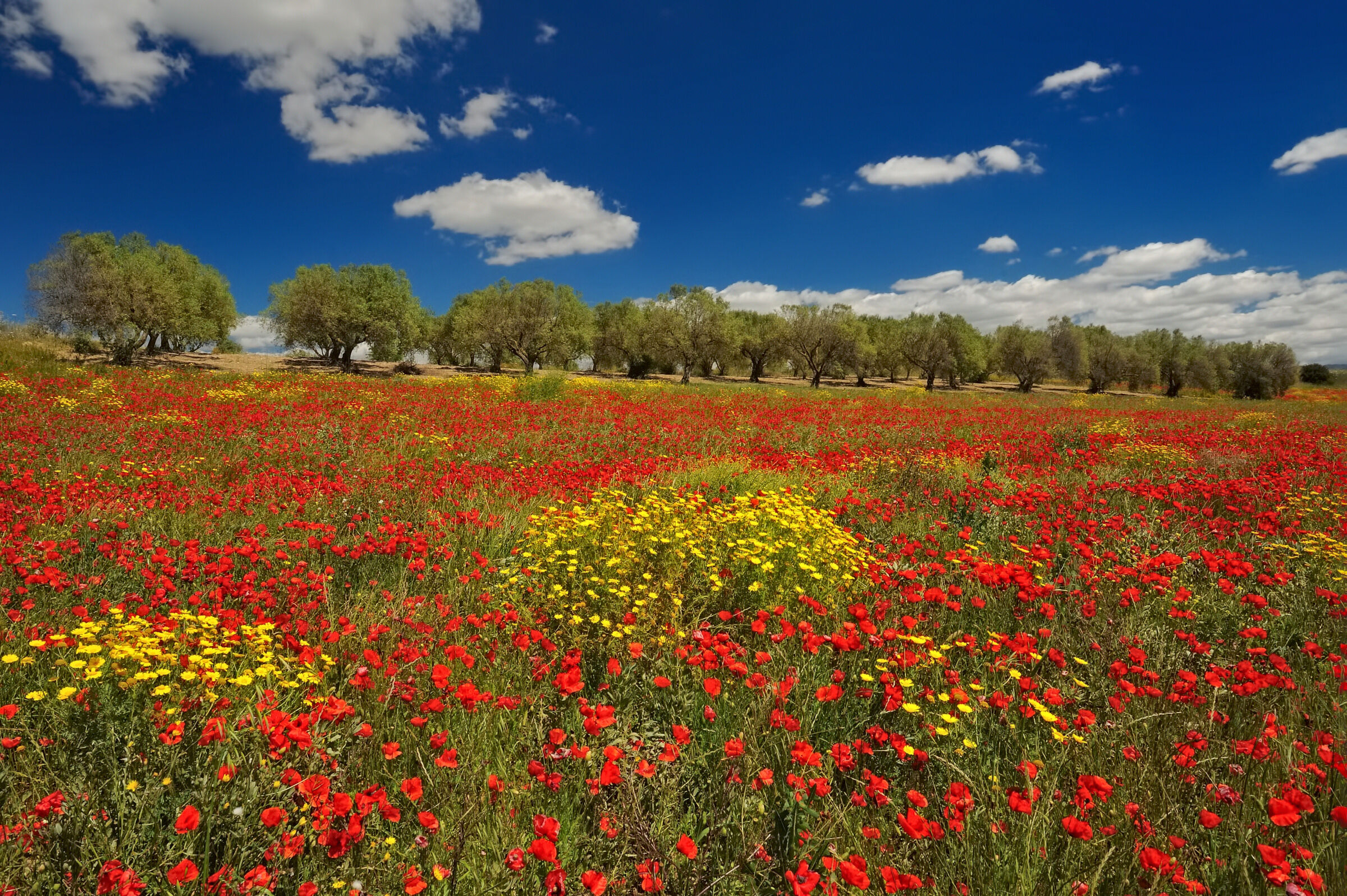 The colors of spring in Sardinia
