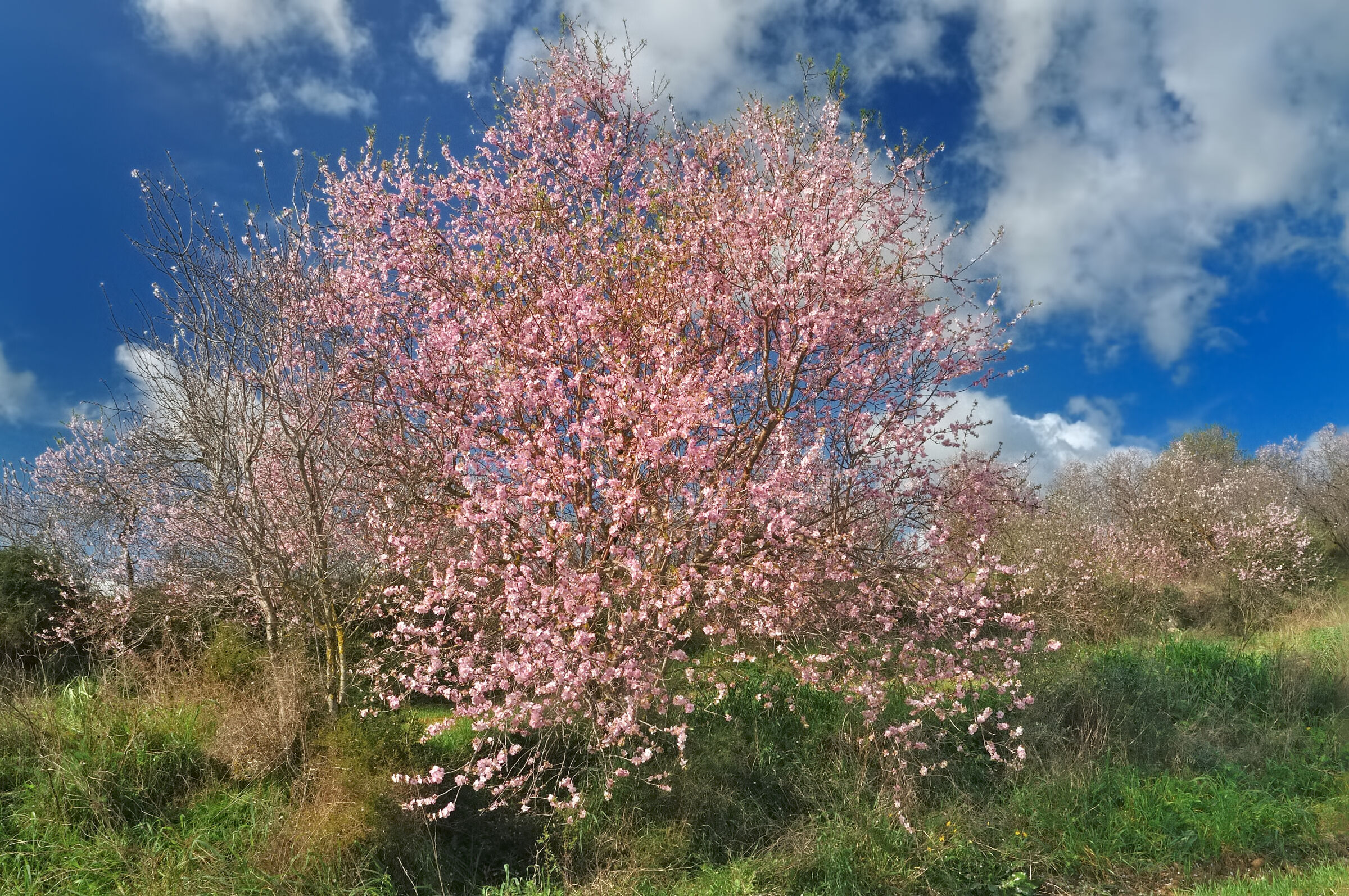 The colors of spring in Sardinia