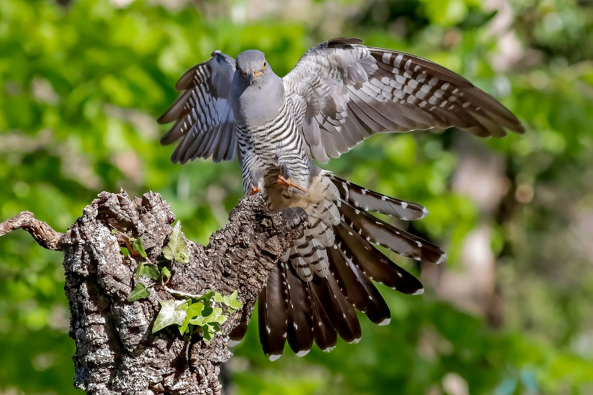 Cuckoo