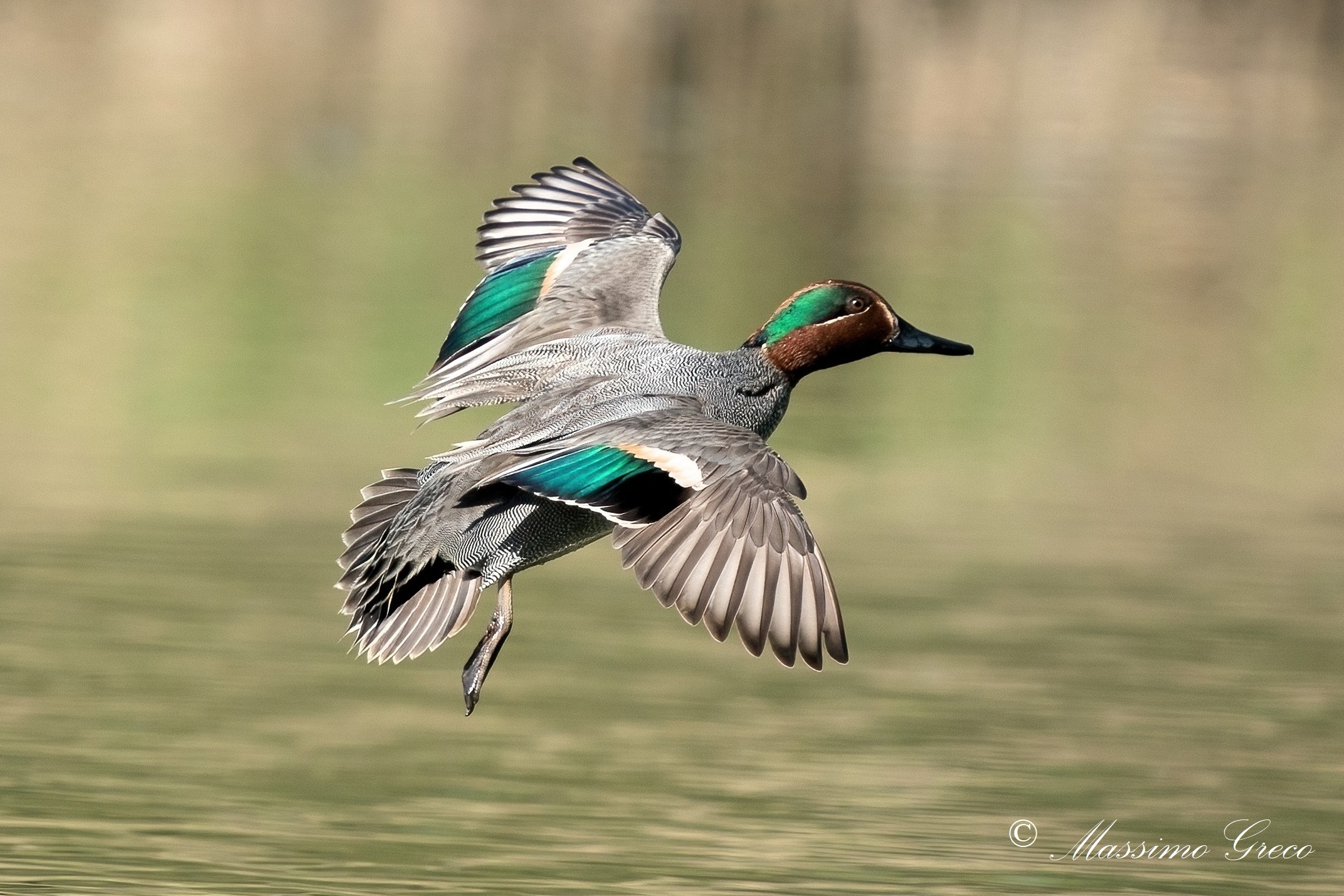 Alzavola (Anas crecca)