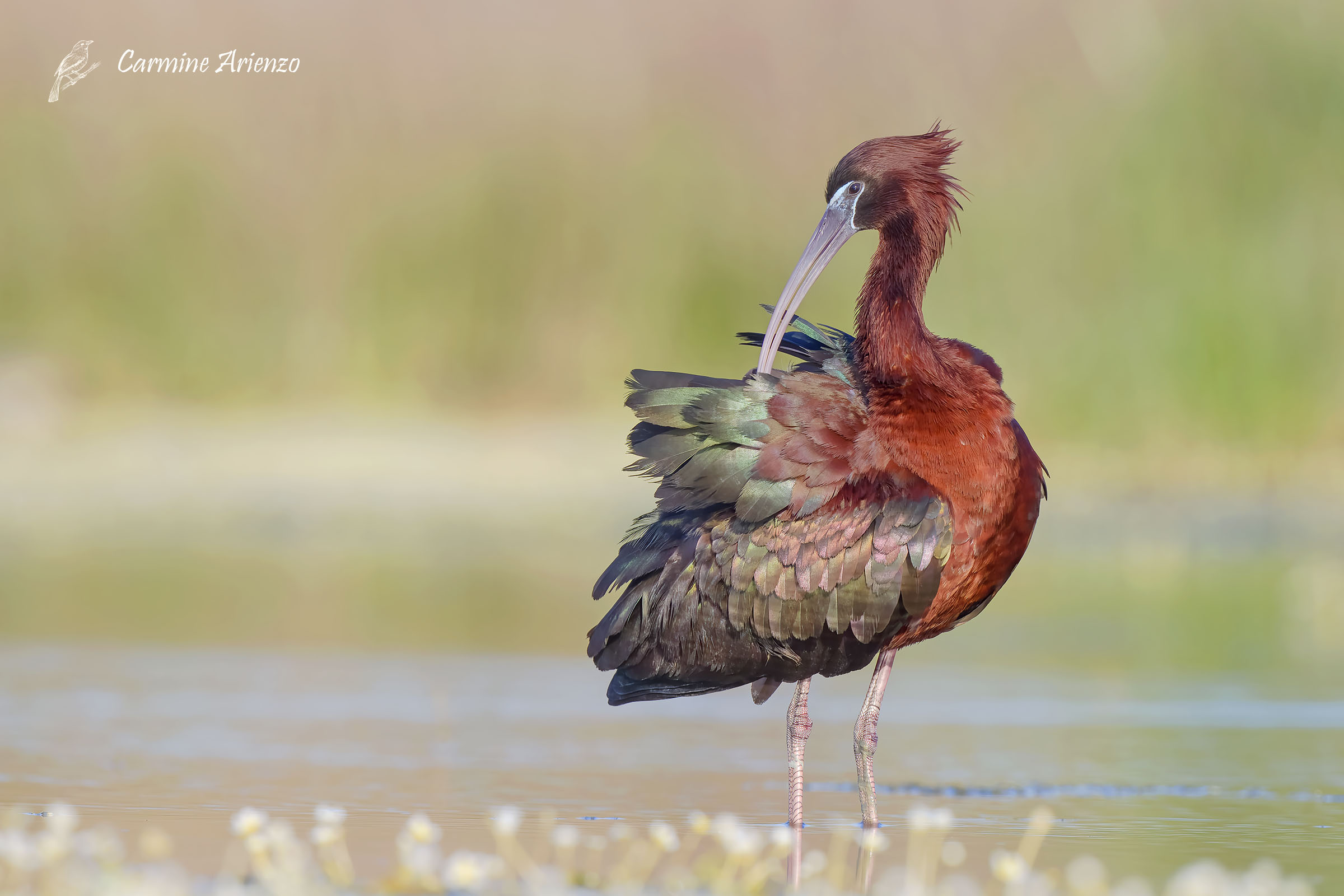 Mignattaio ( Plegadis Falcinellus )