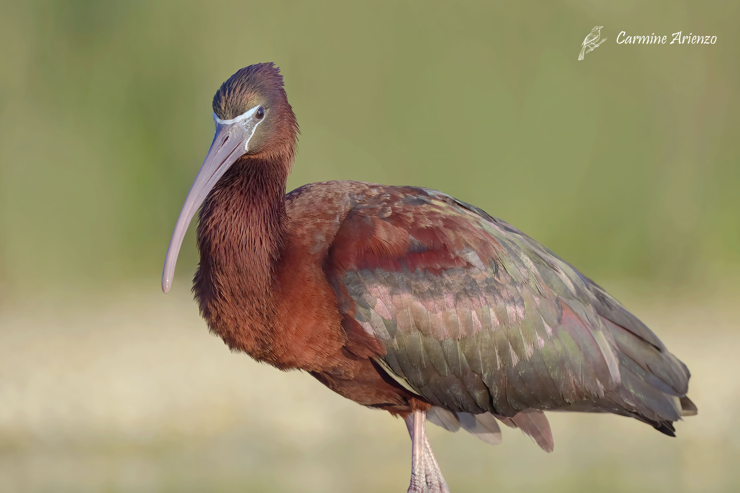 Mignattaio ( Plegadis Falcinellus )