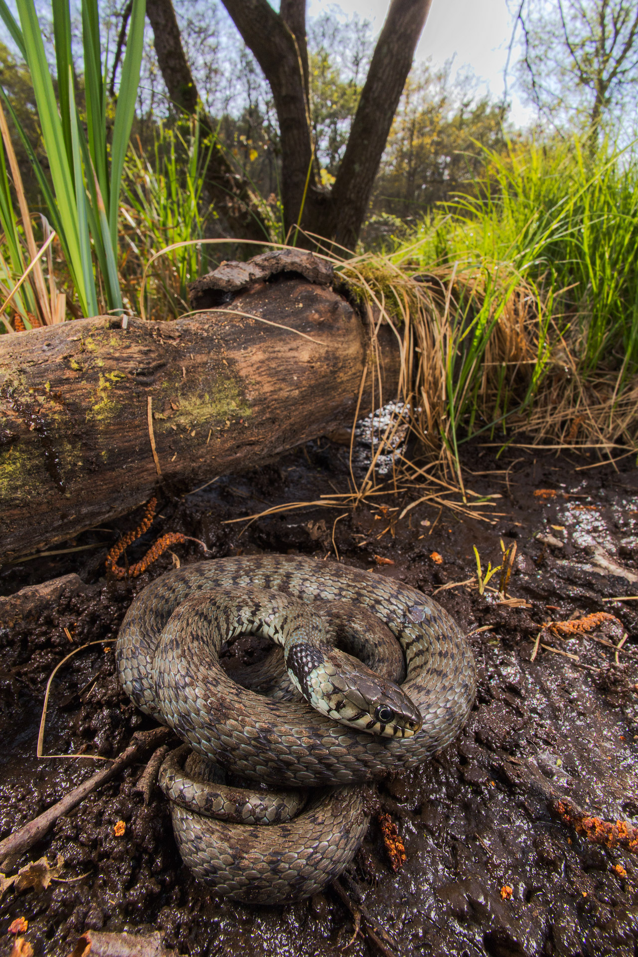 Collared Natrice (Natrix helvetica)