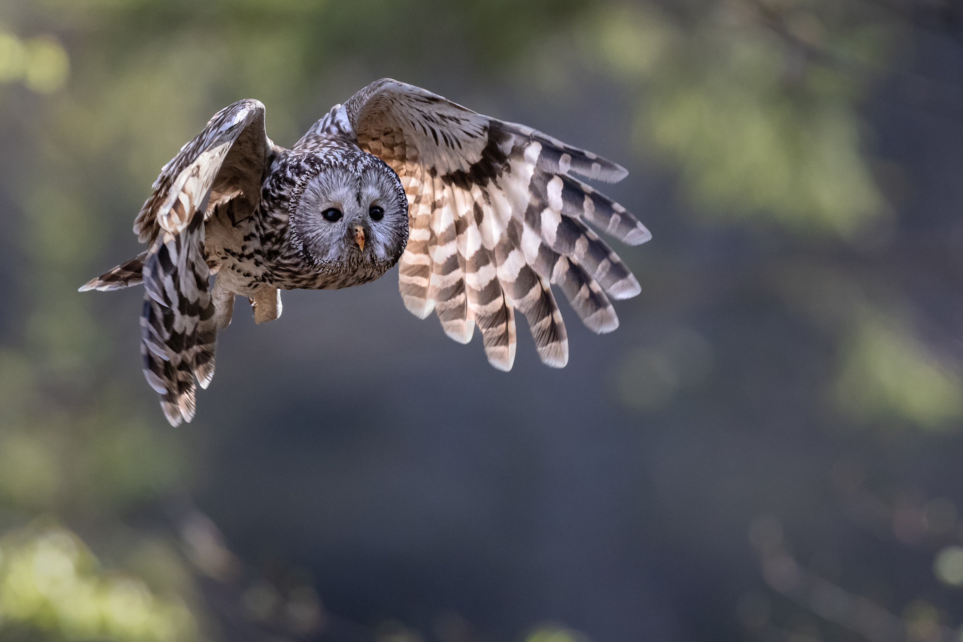 Volo dell'allocco