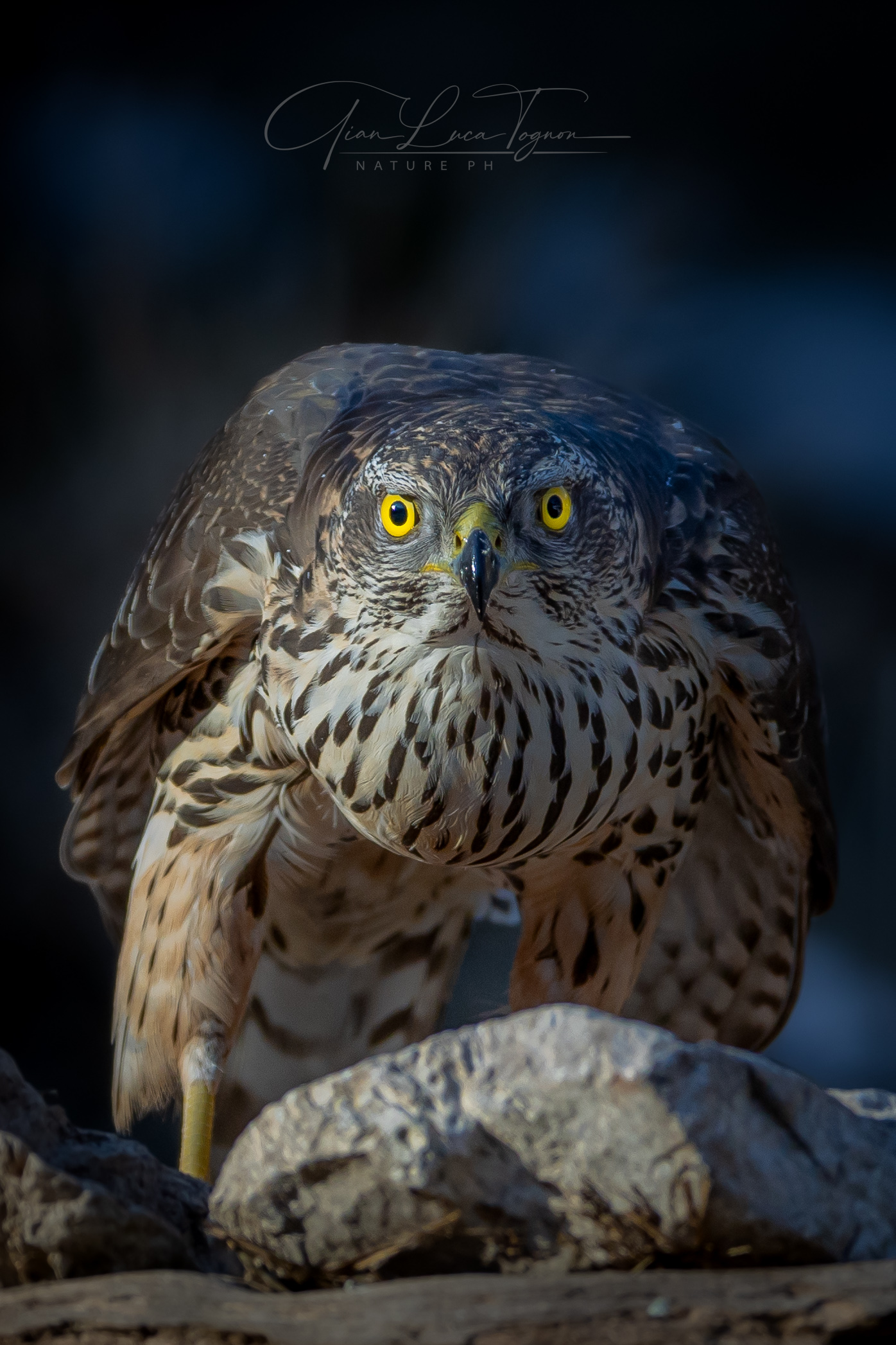 The expression of the eyes
