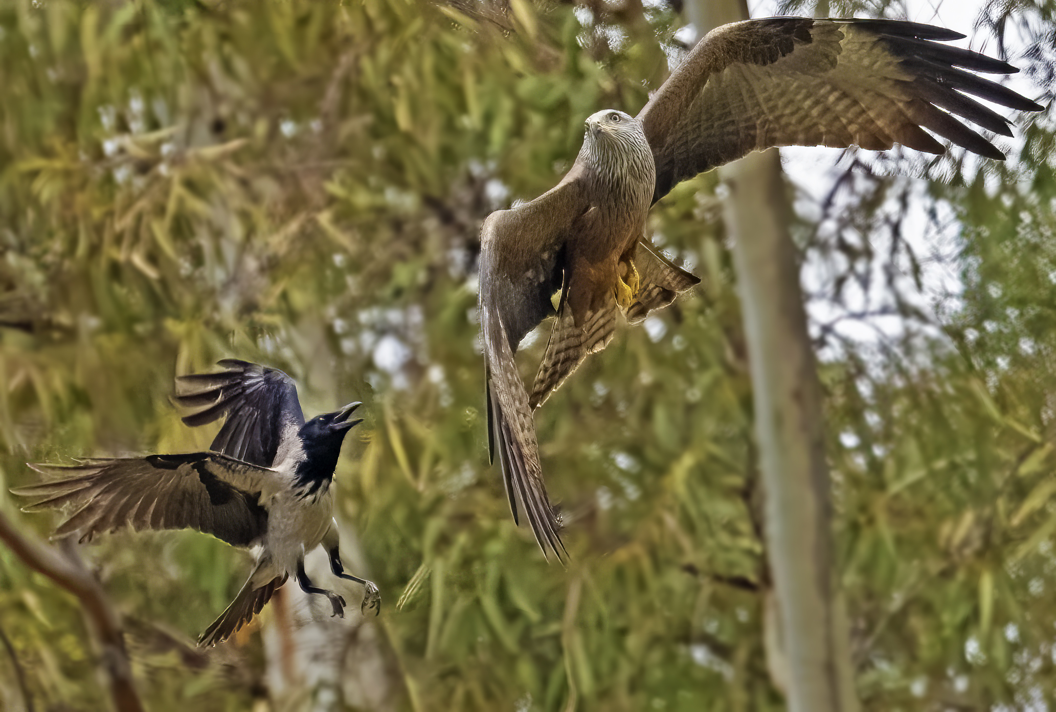 le difficoltà dell fotografia "wild"
