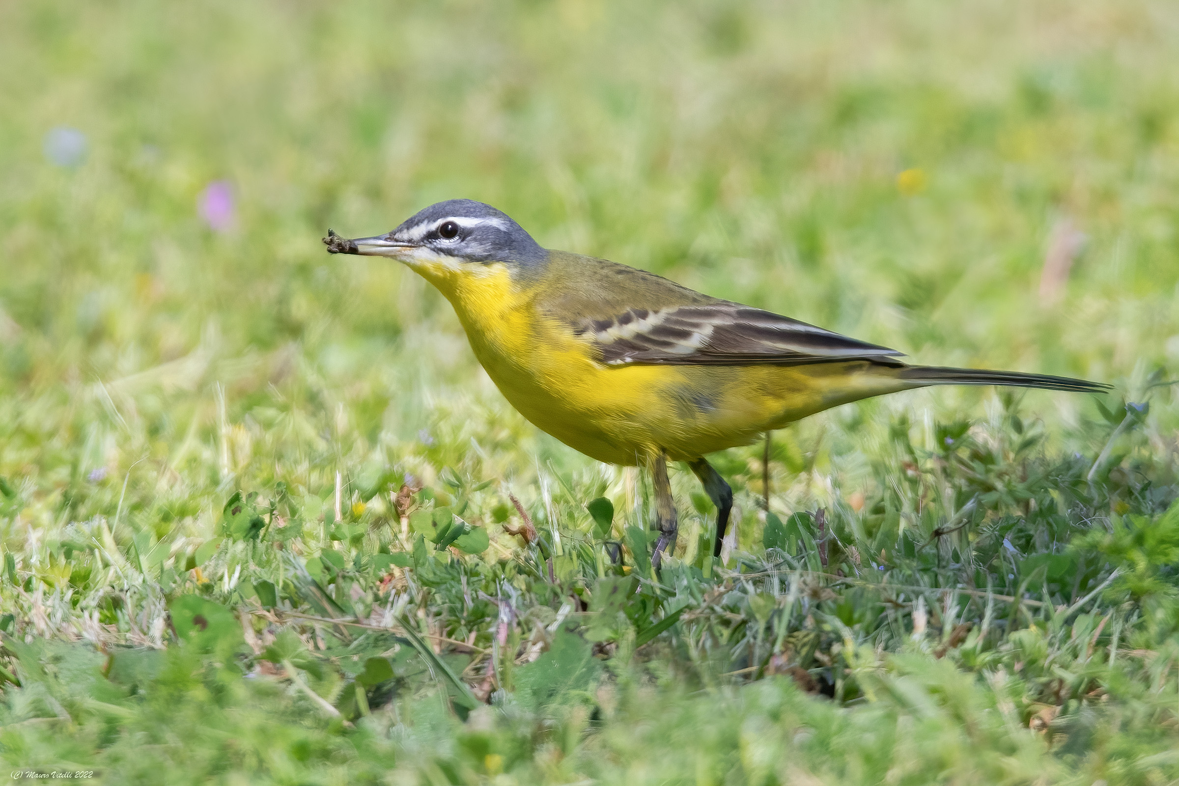 Cutrettola (motacilla flava)