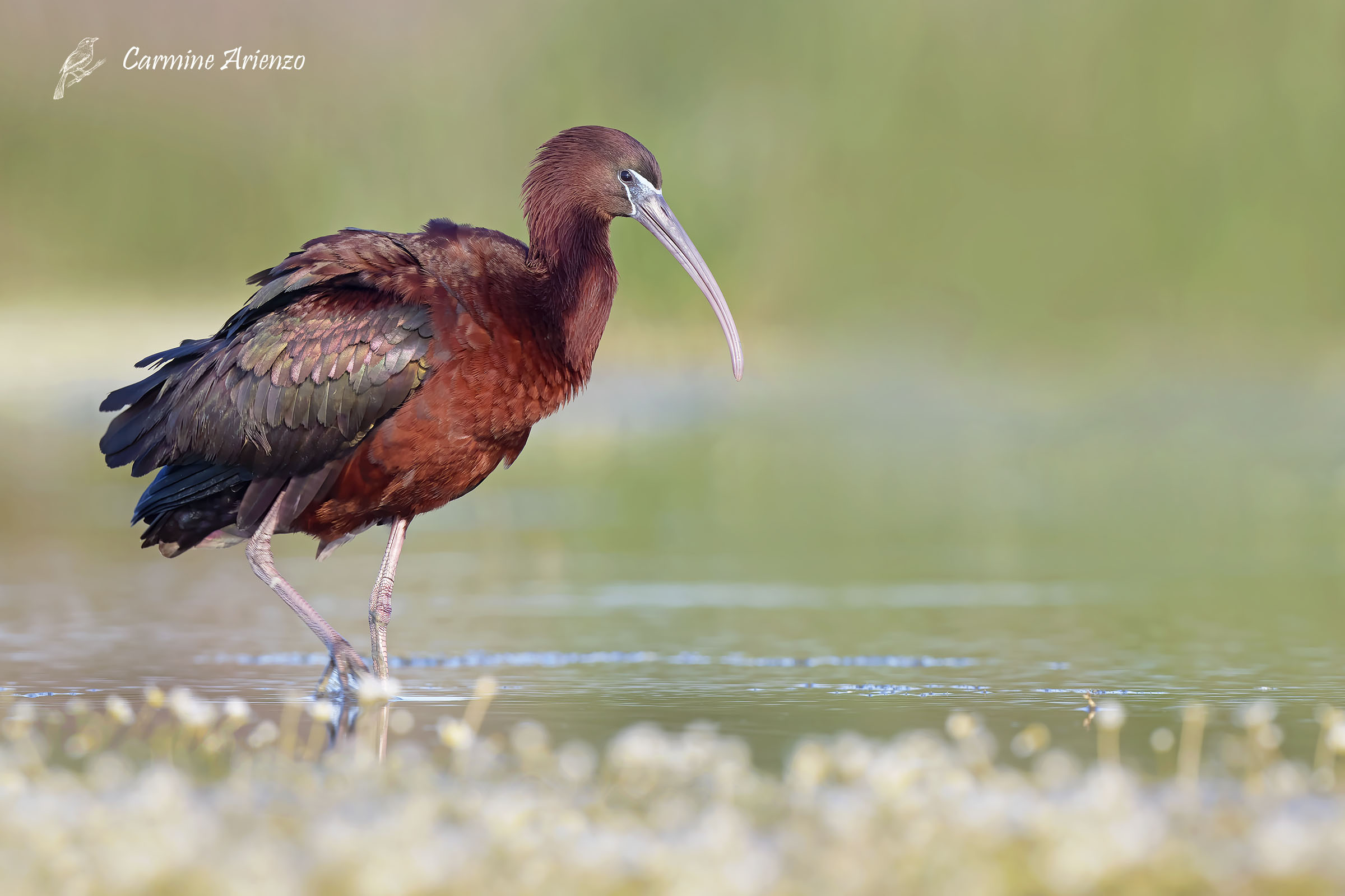 Mignattaio ( Plegadis Falcinellus )