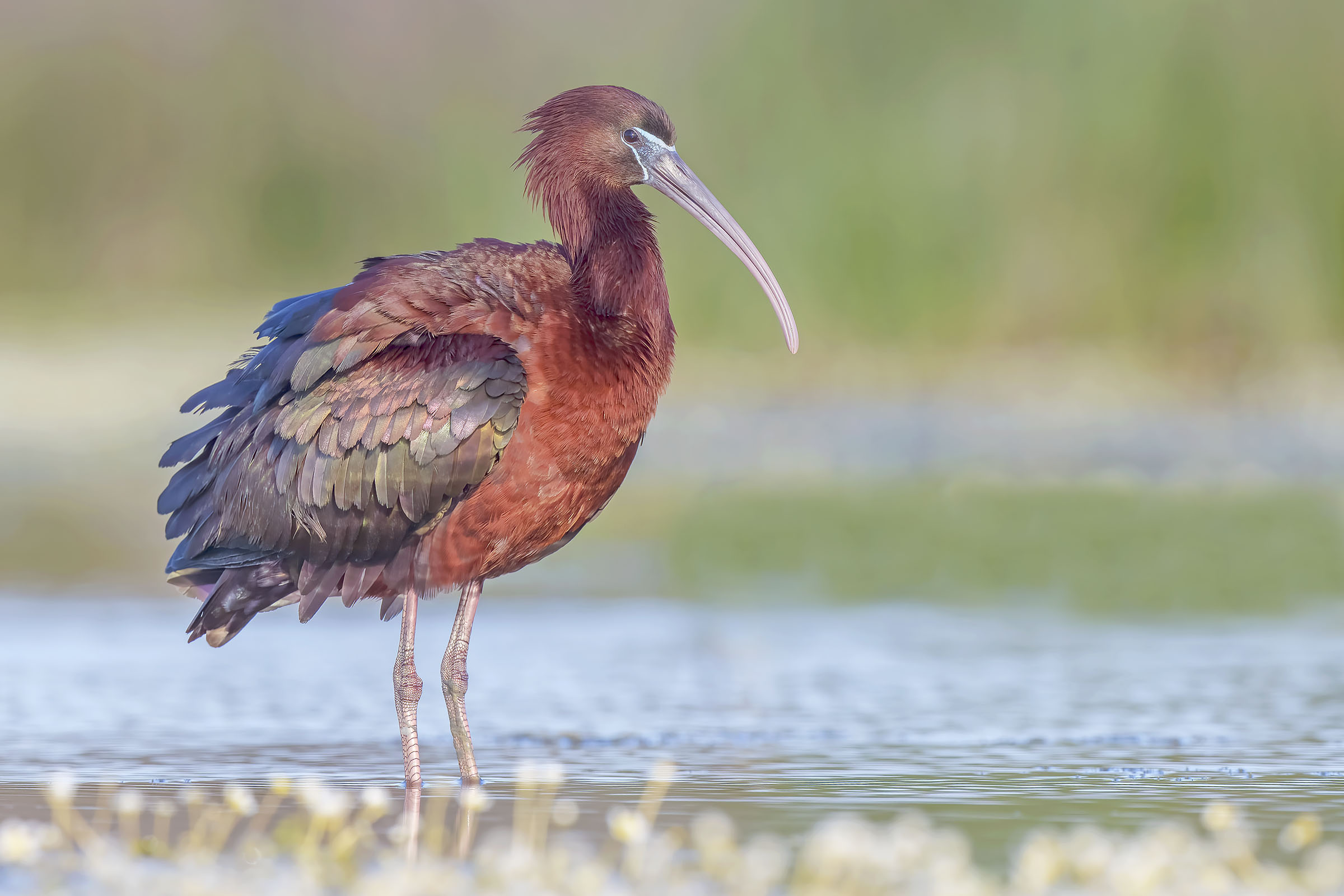 Mignattaio ( Plegadis Falcinellus )