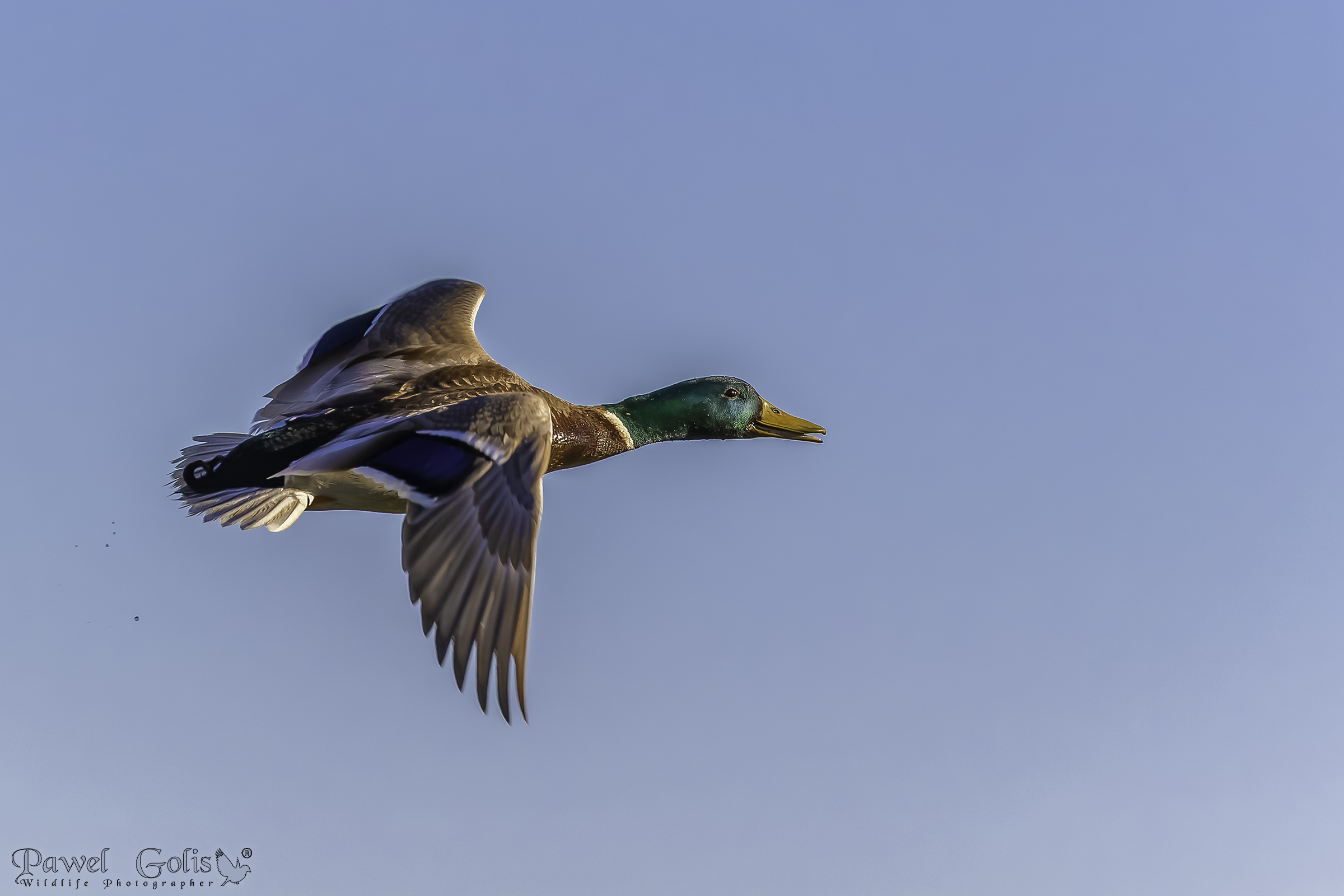 Germano reale (Anas platyrhynchos)