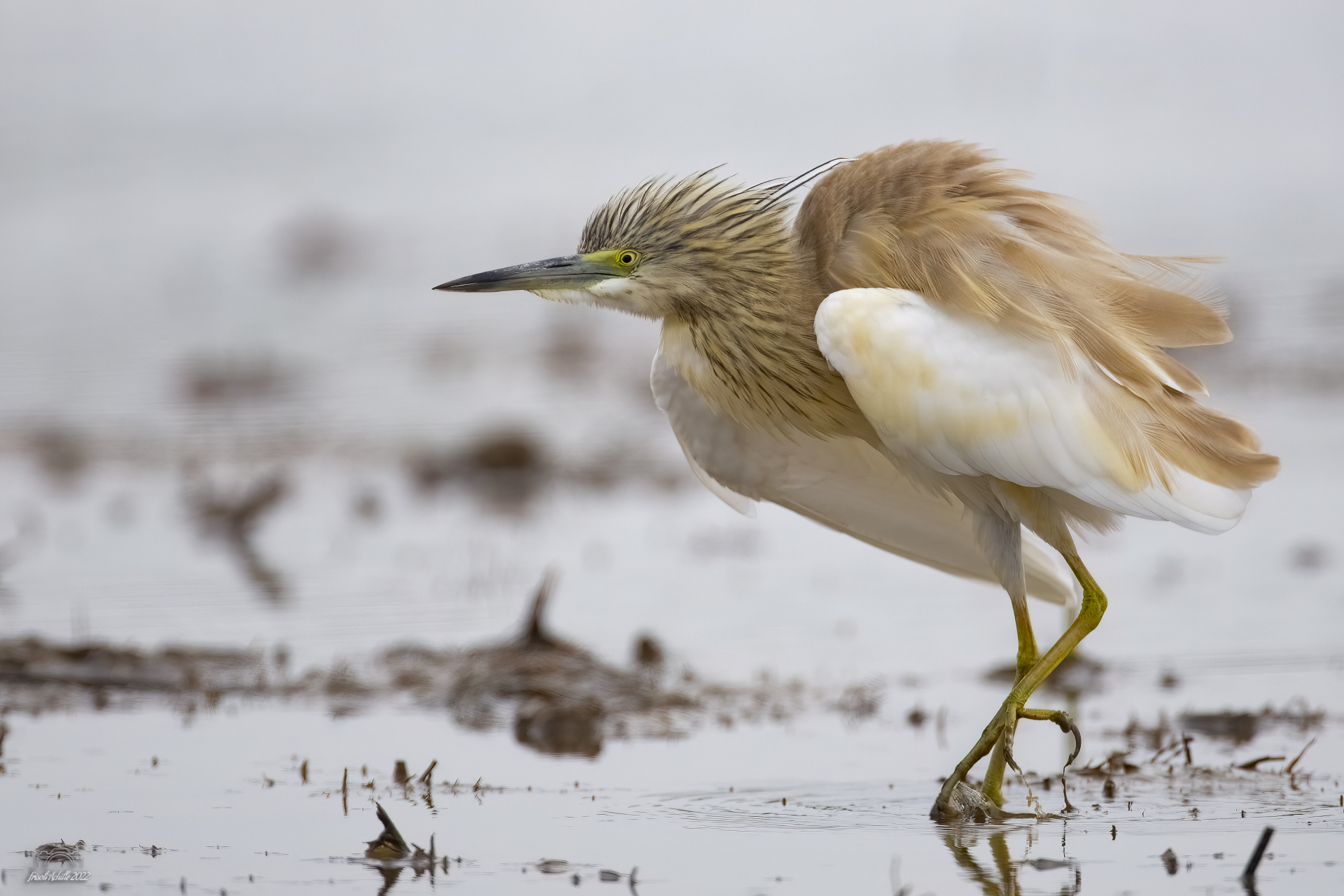 Squacco heron