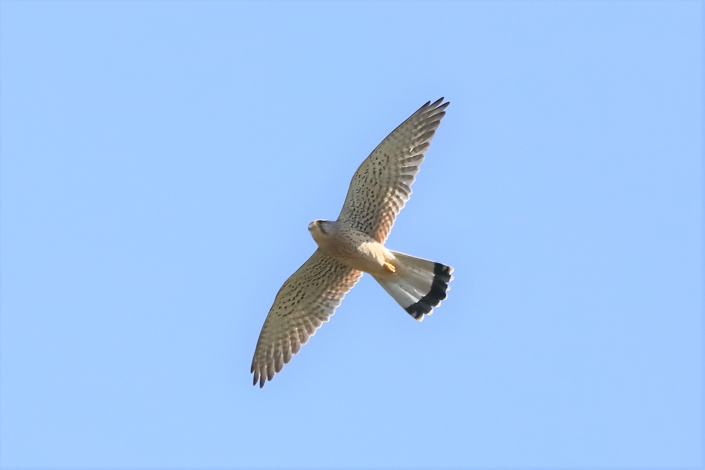 kestrel 08-04-2022