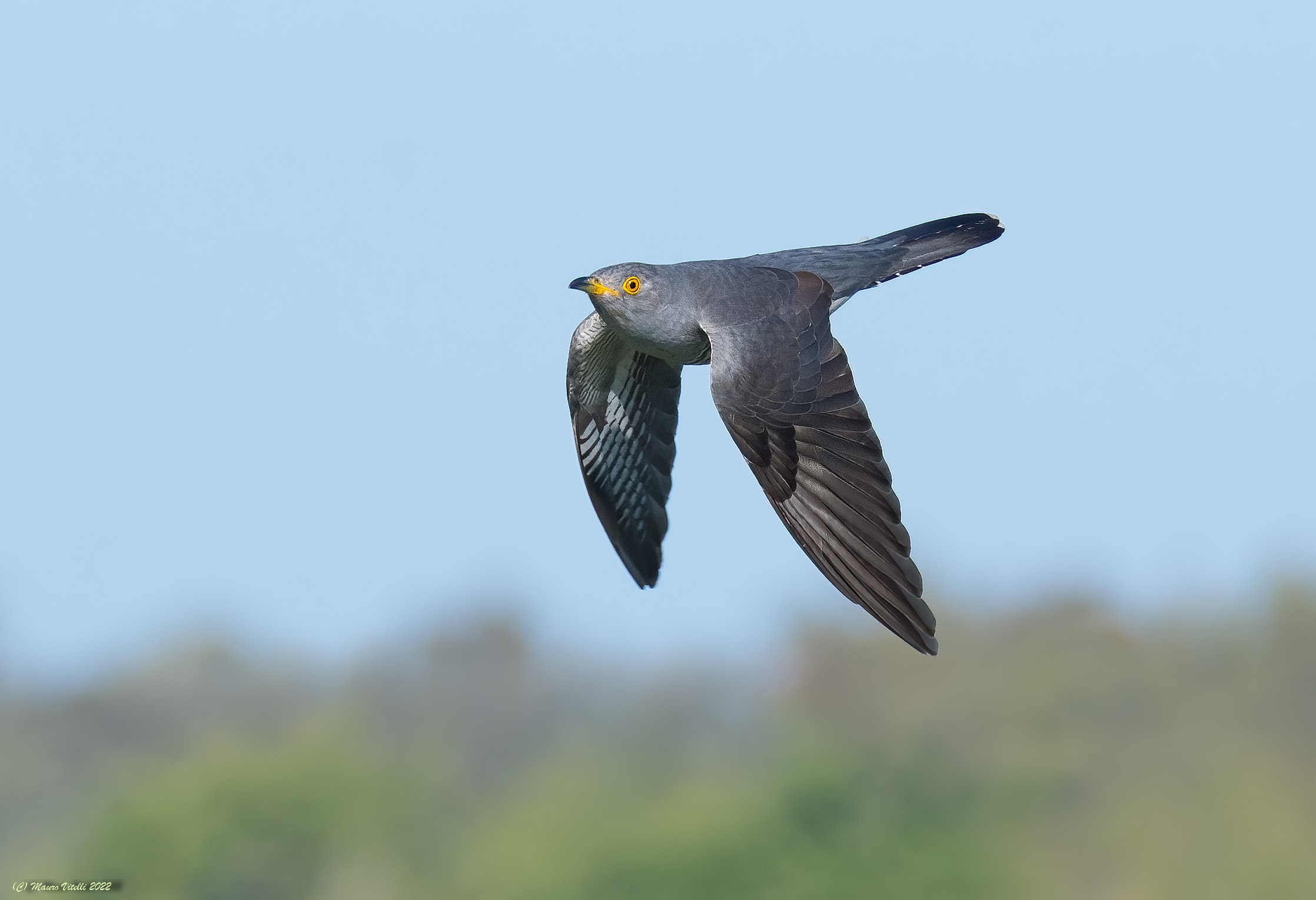 Cuckoo (Cuculus canorus)