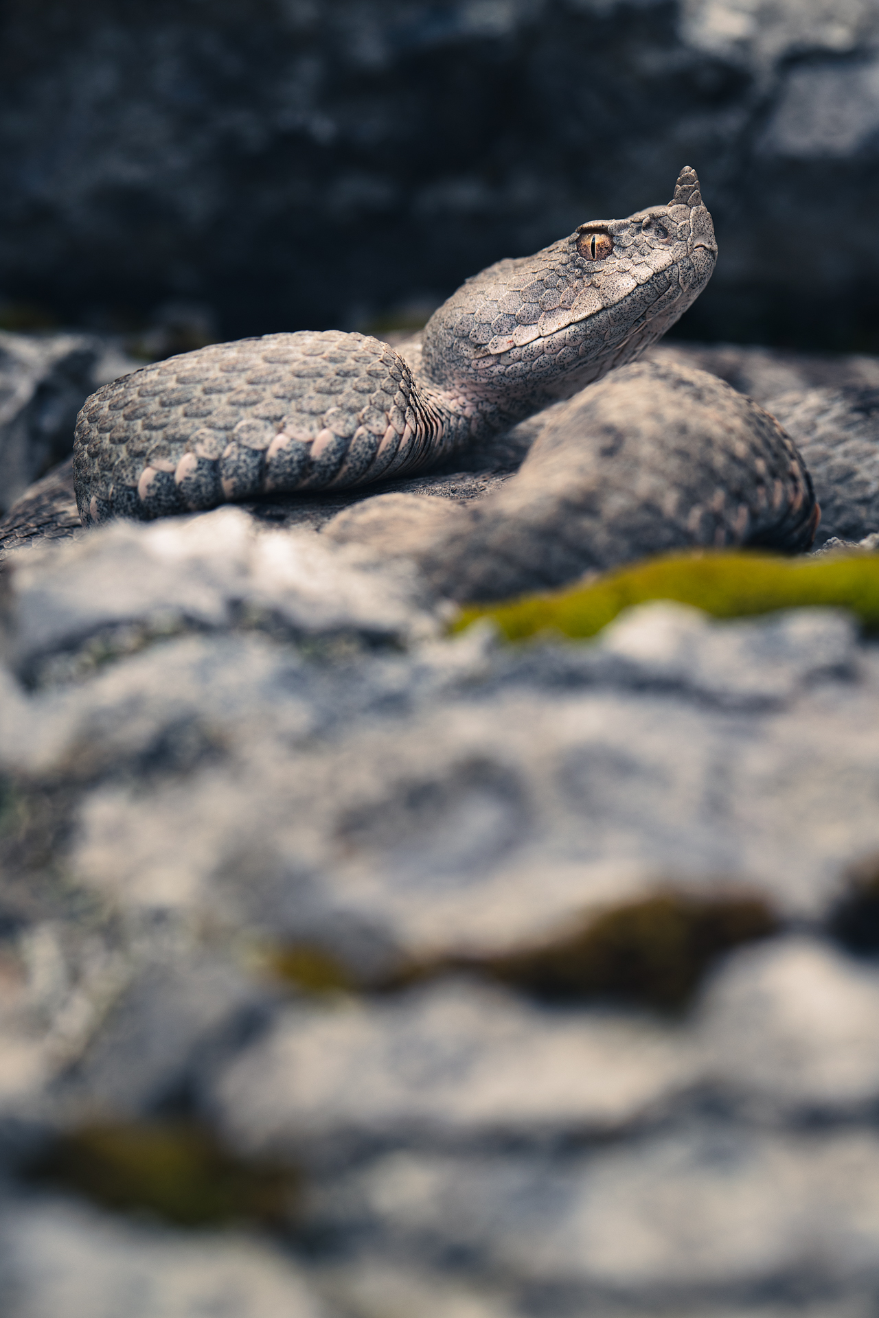 Vipera ammodytes