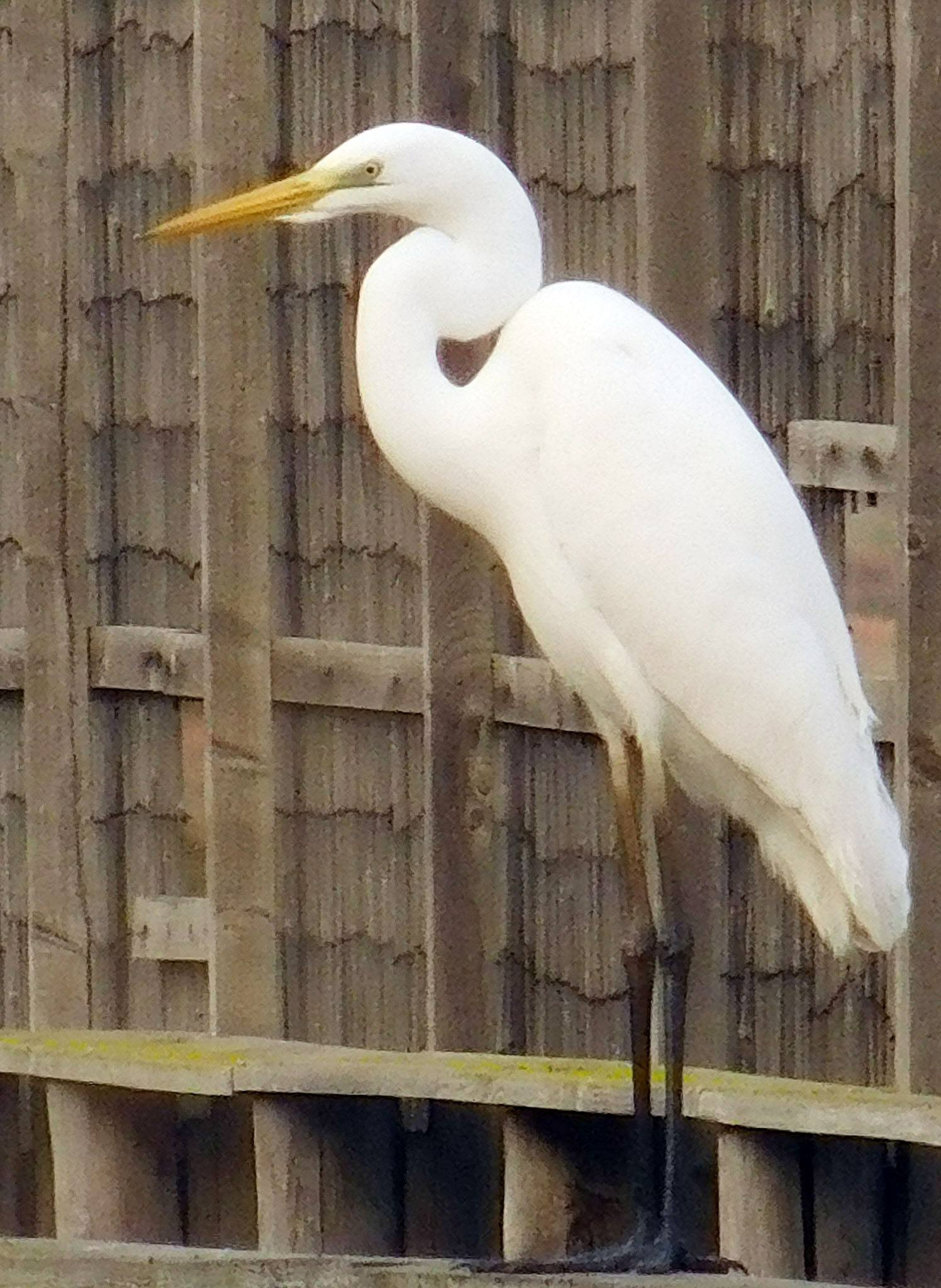 Great white heron