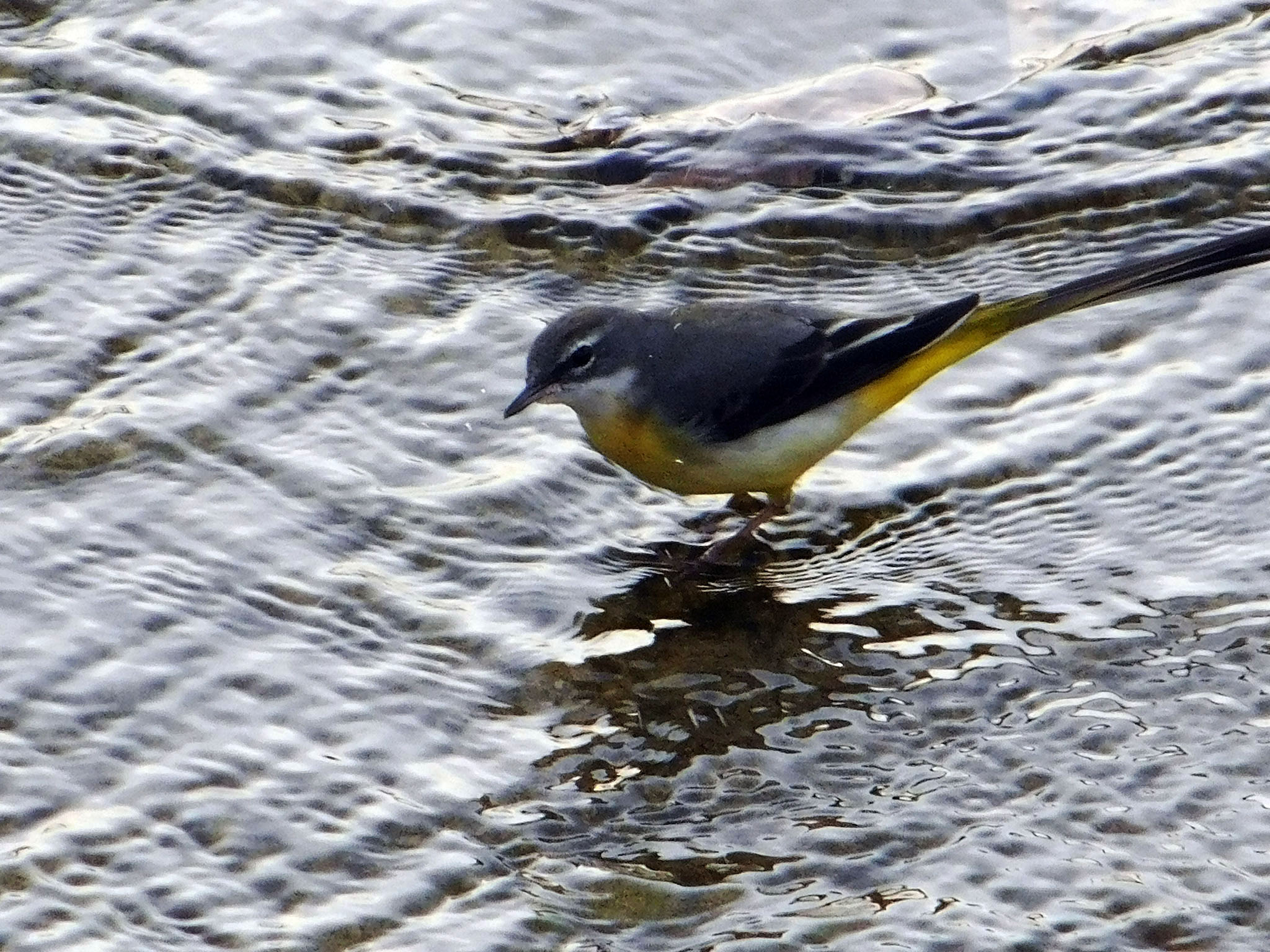 Grey wagtail