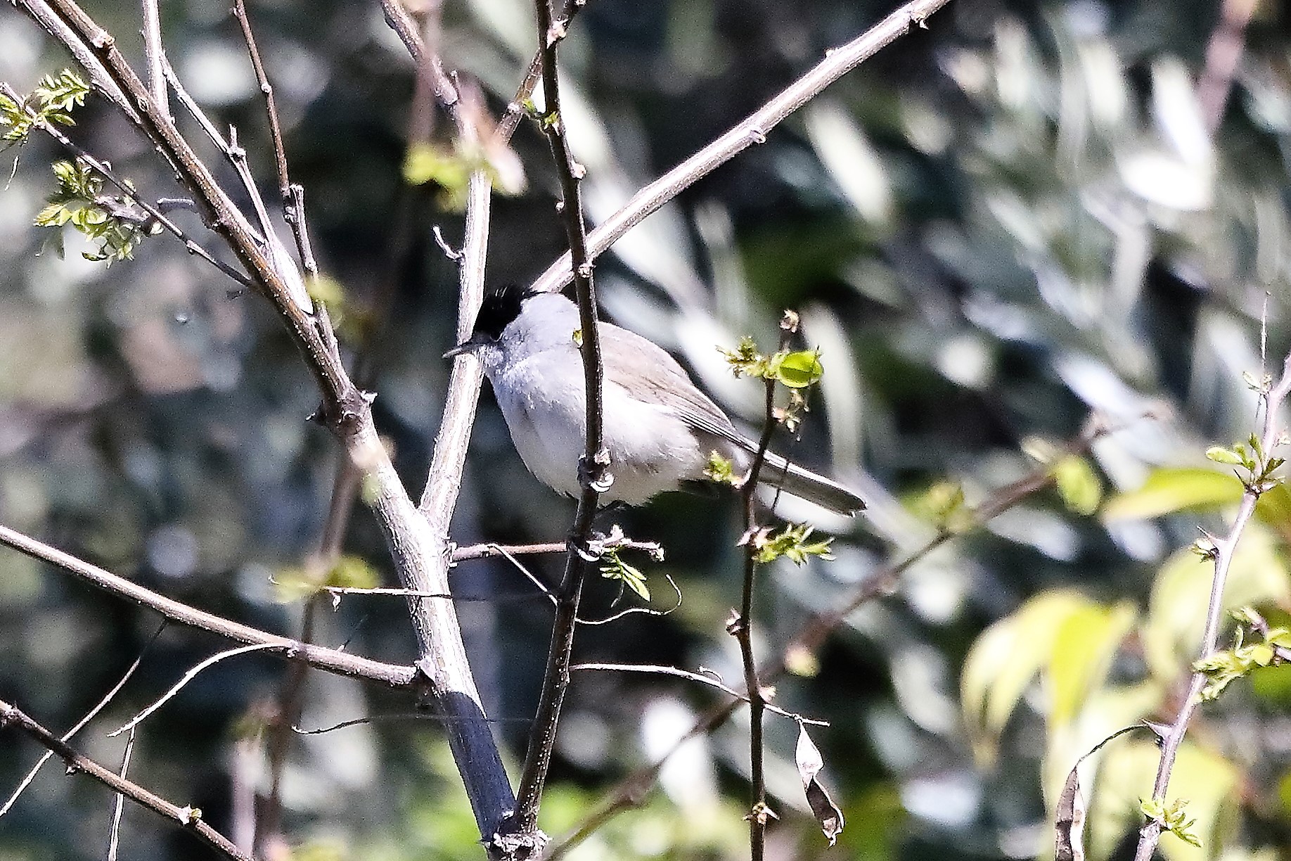 blackcap