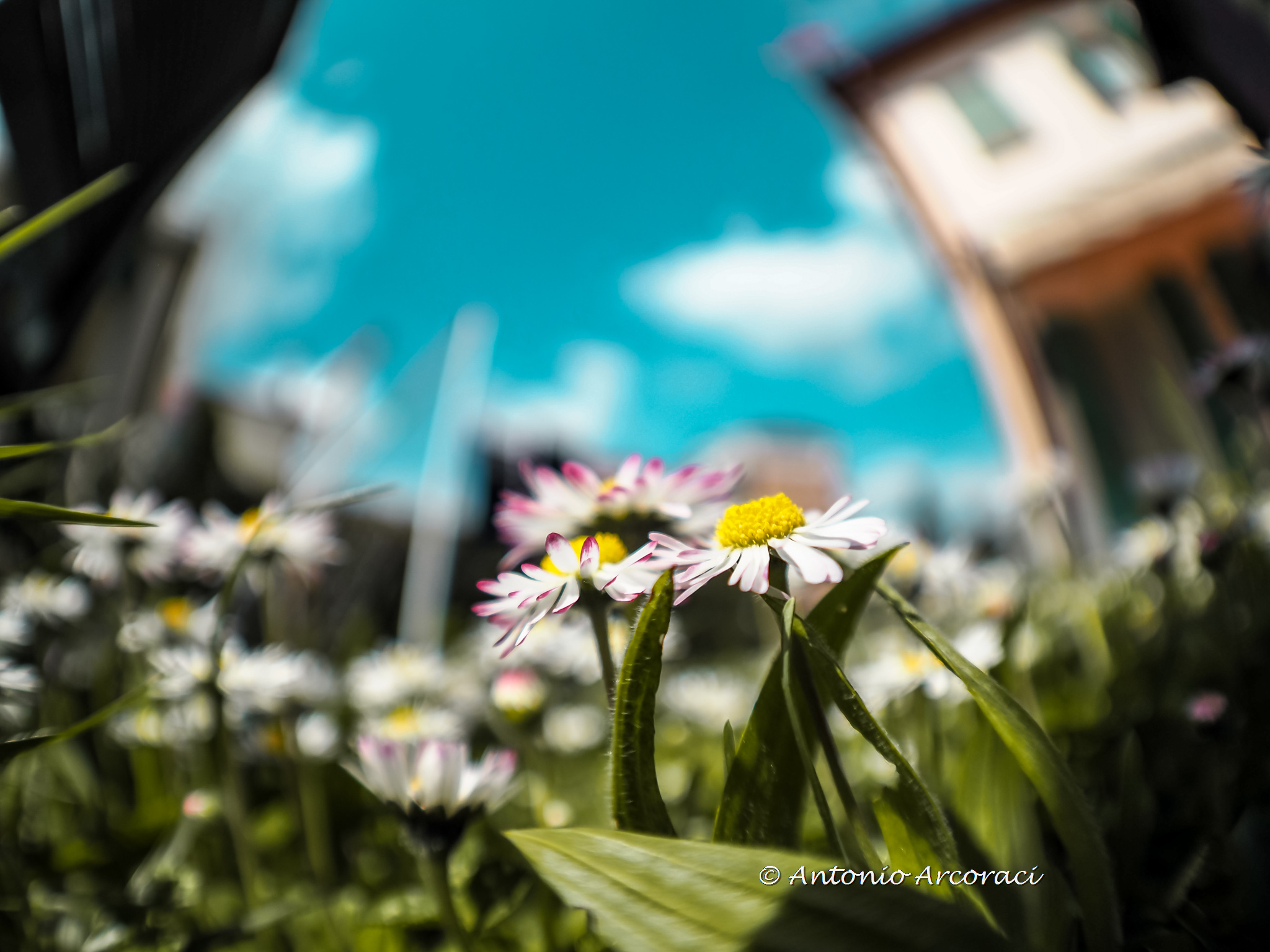 Meadows