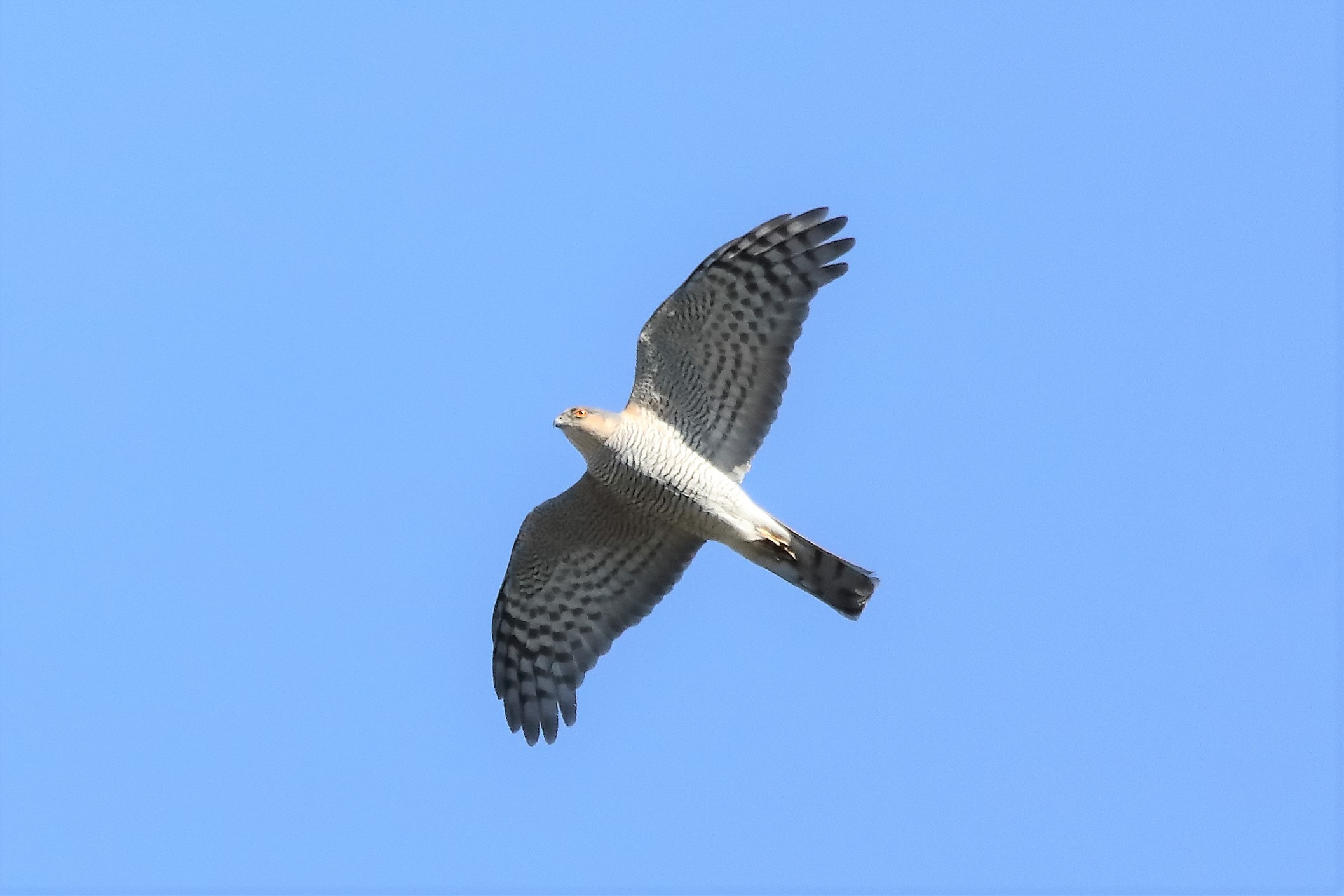 sparrowhawk 11-04-2022
