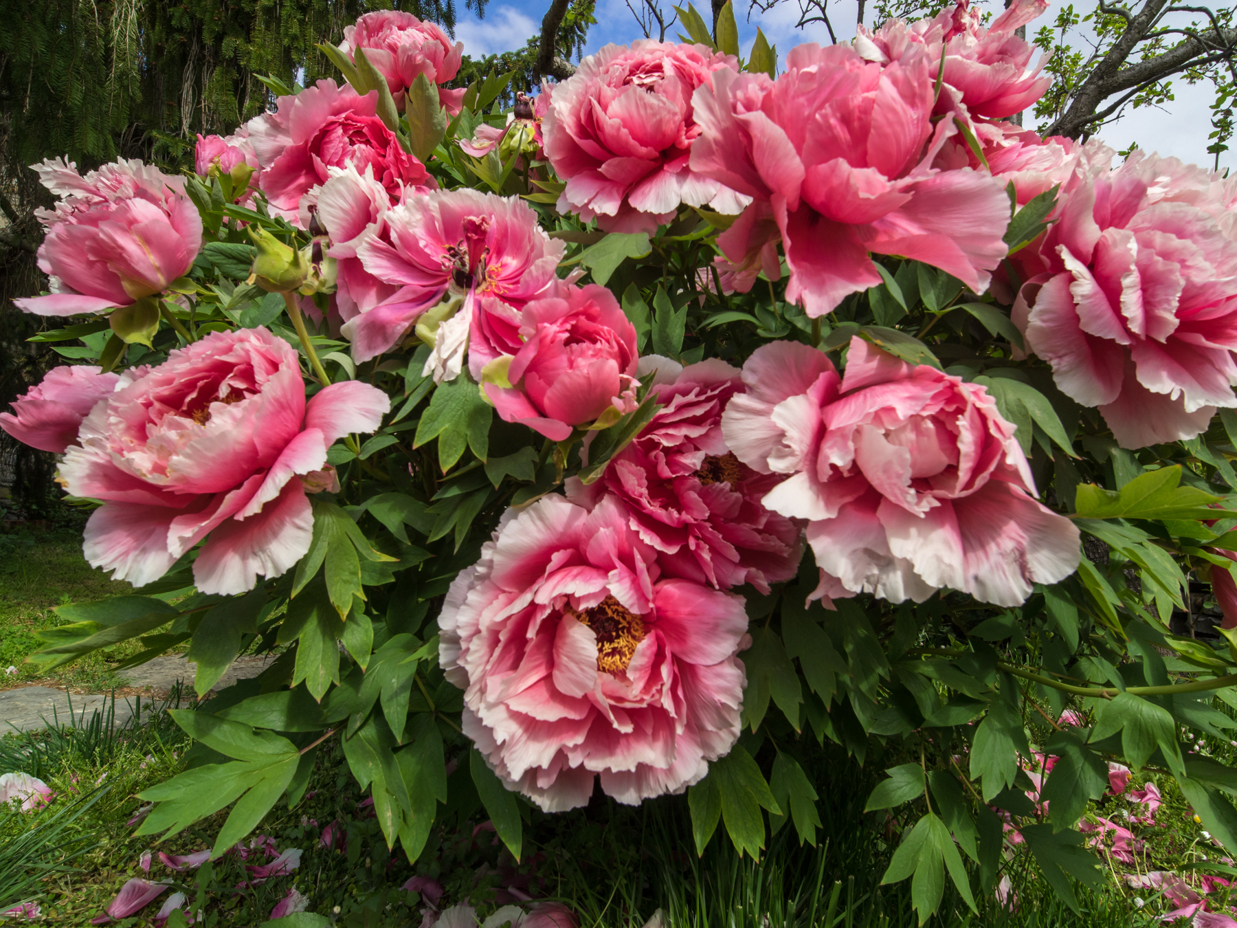 Peony explosion