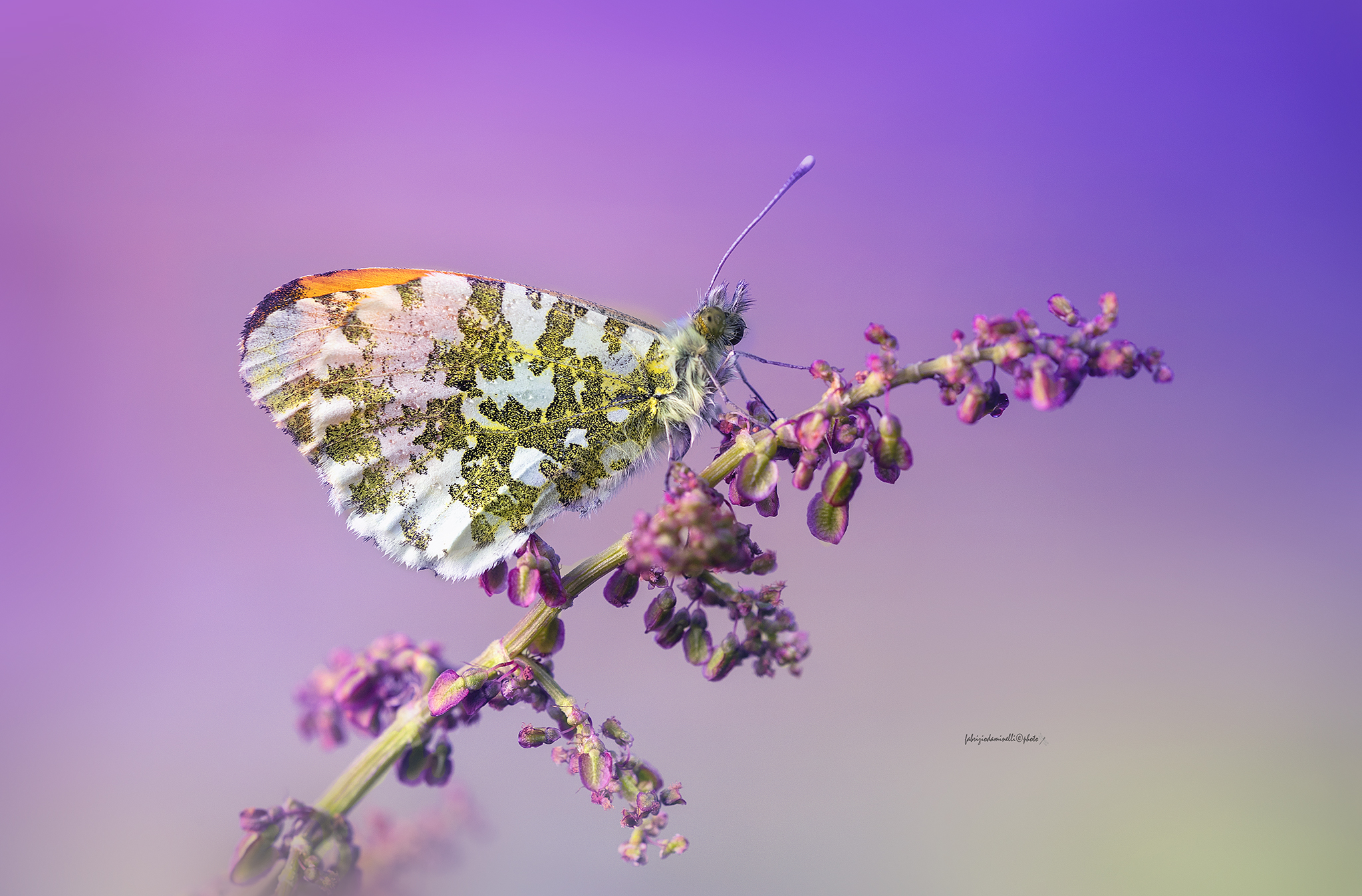 Anthocharis cardamines