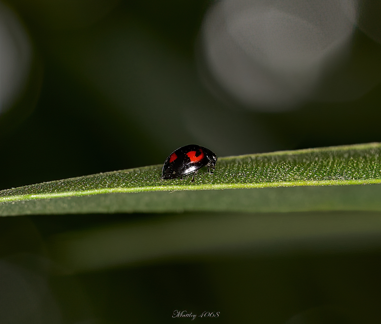 Exochomus quadripustulatus order Coccinellidae