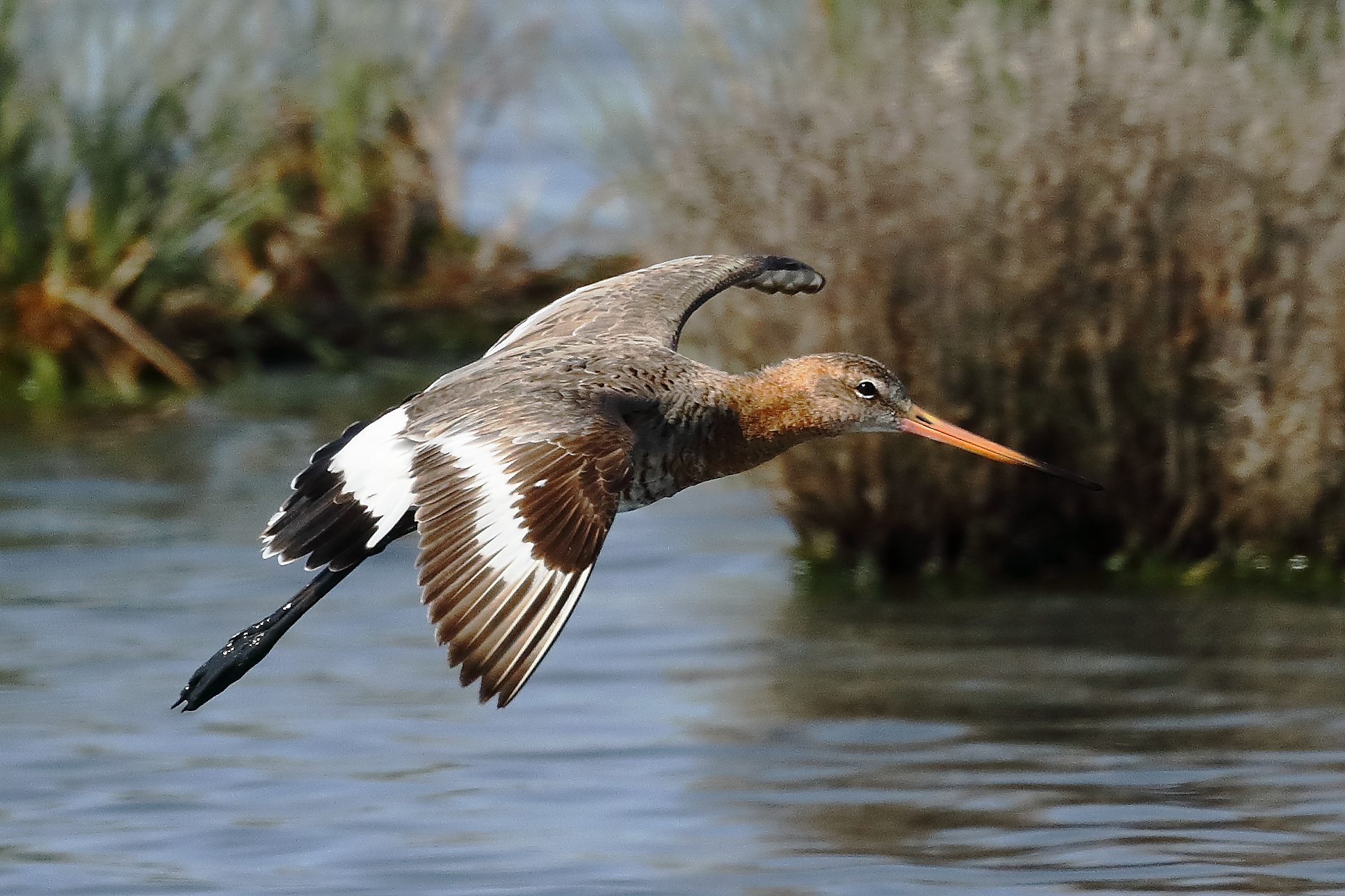 Black-tailed godwit