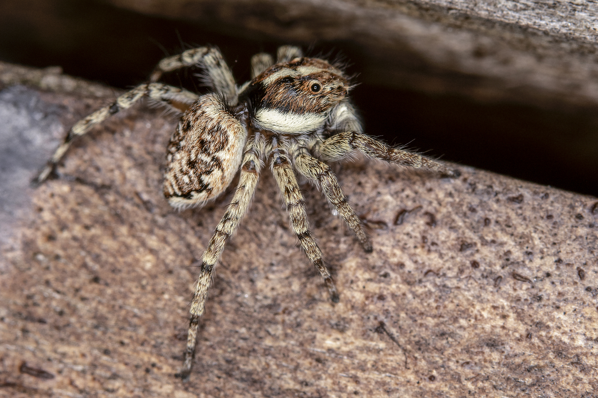 salticidae