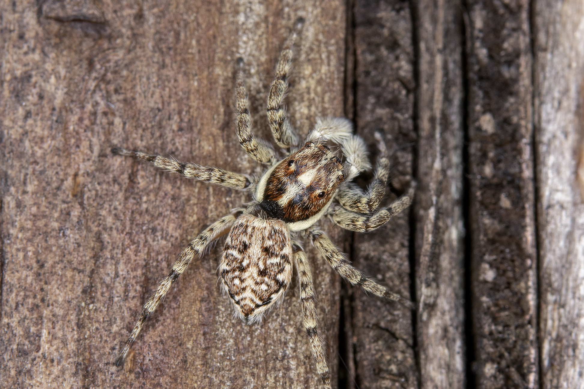 salticidae