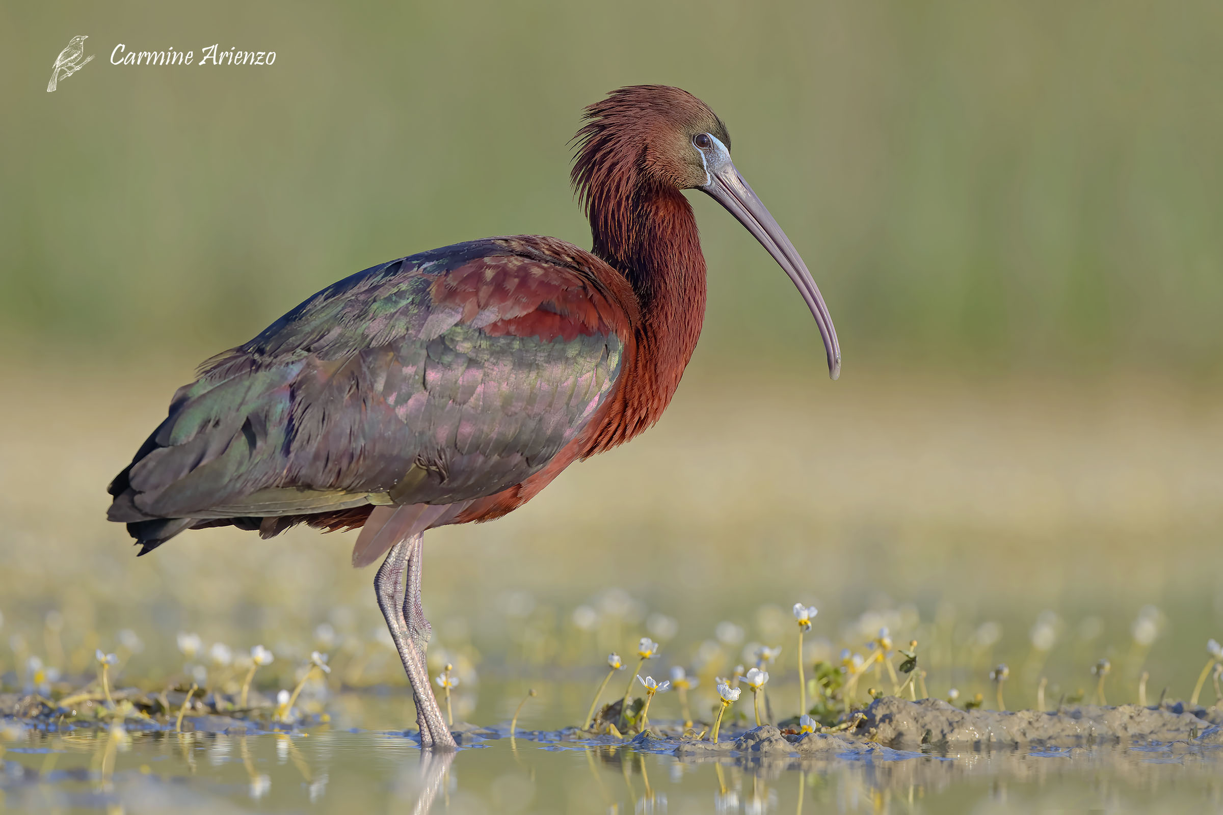 Mignattaio ( Plegadis Falcinellus )