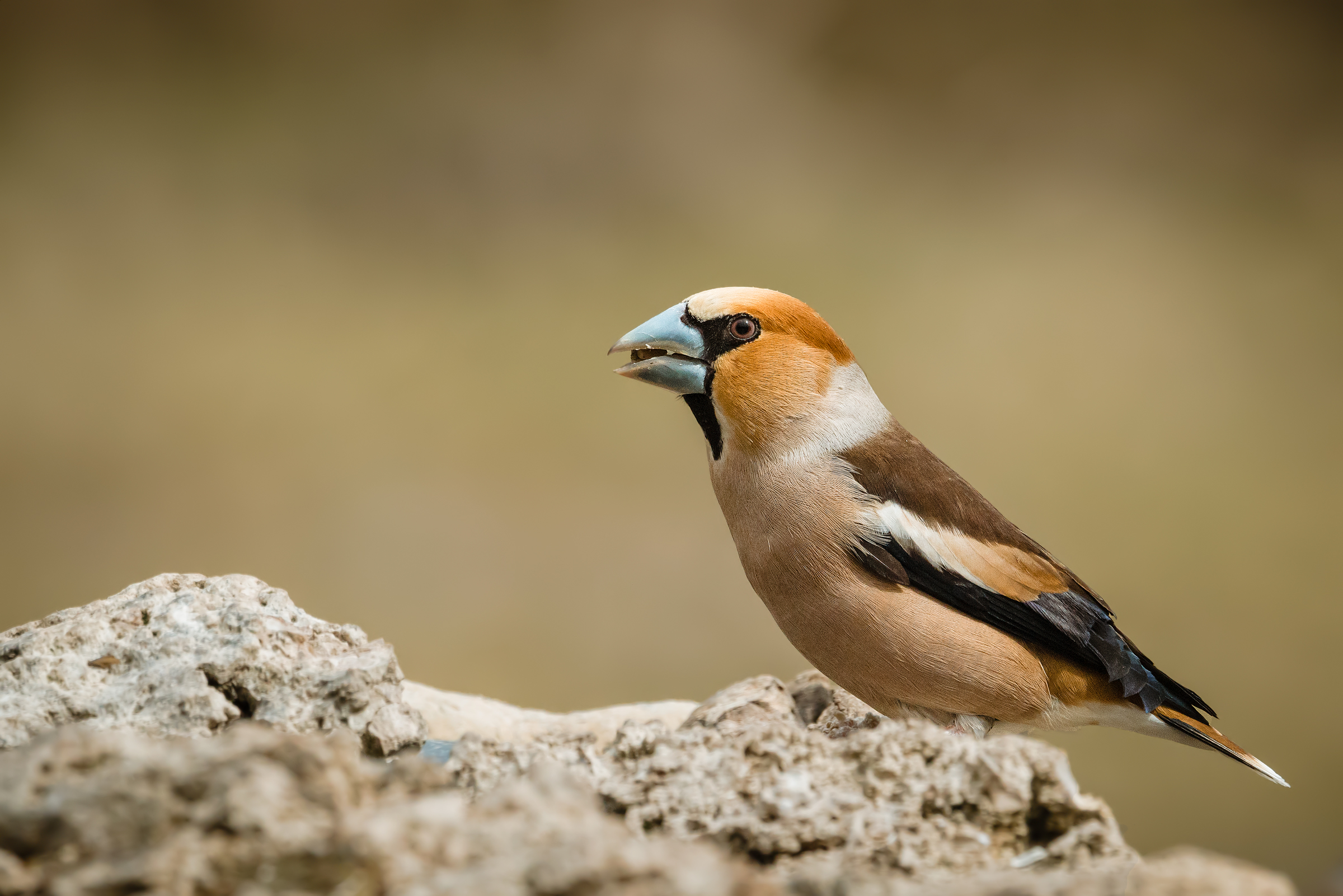Chaffinch n.1