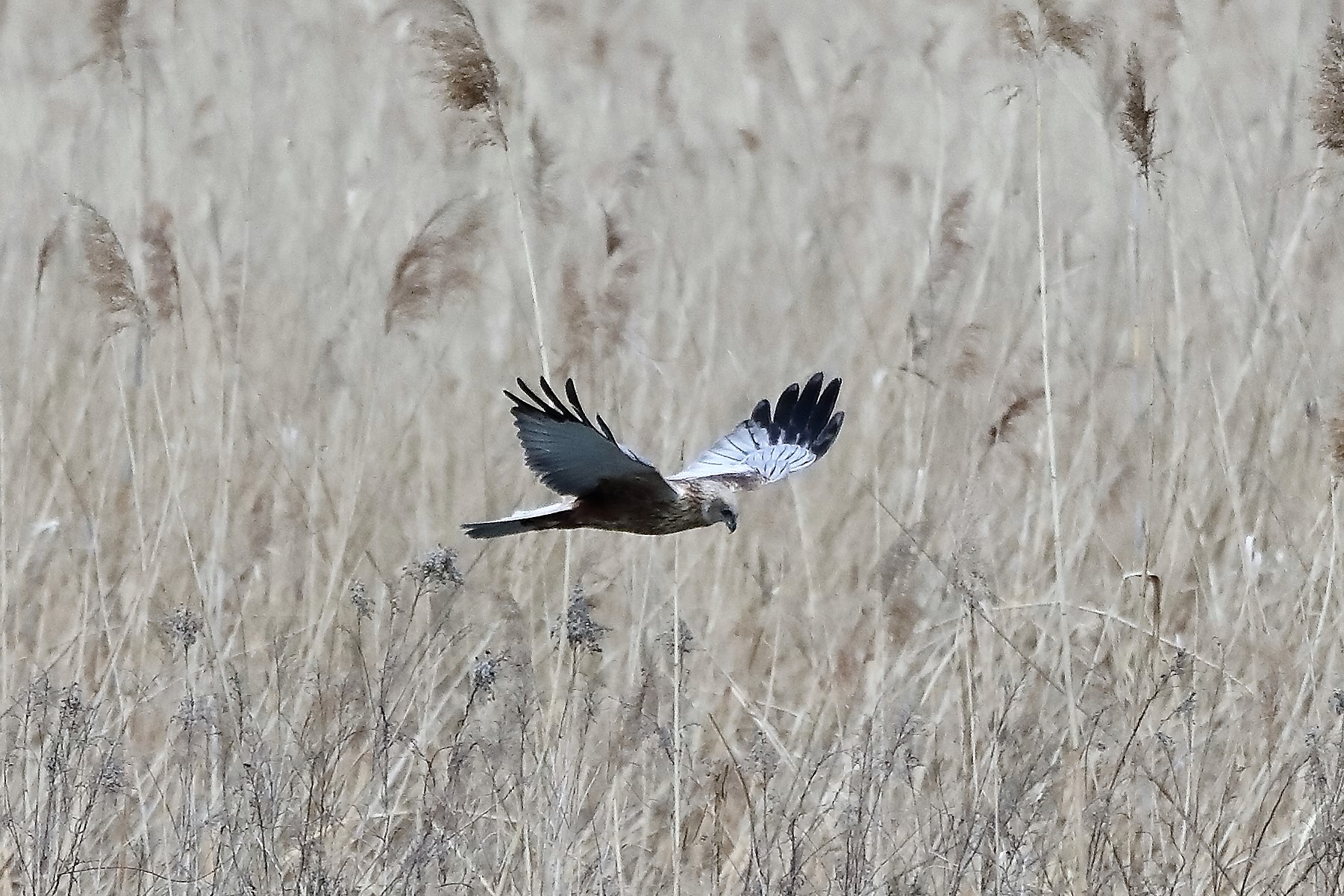 marsh harrier 04-04-2022