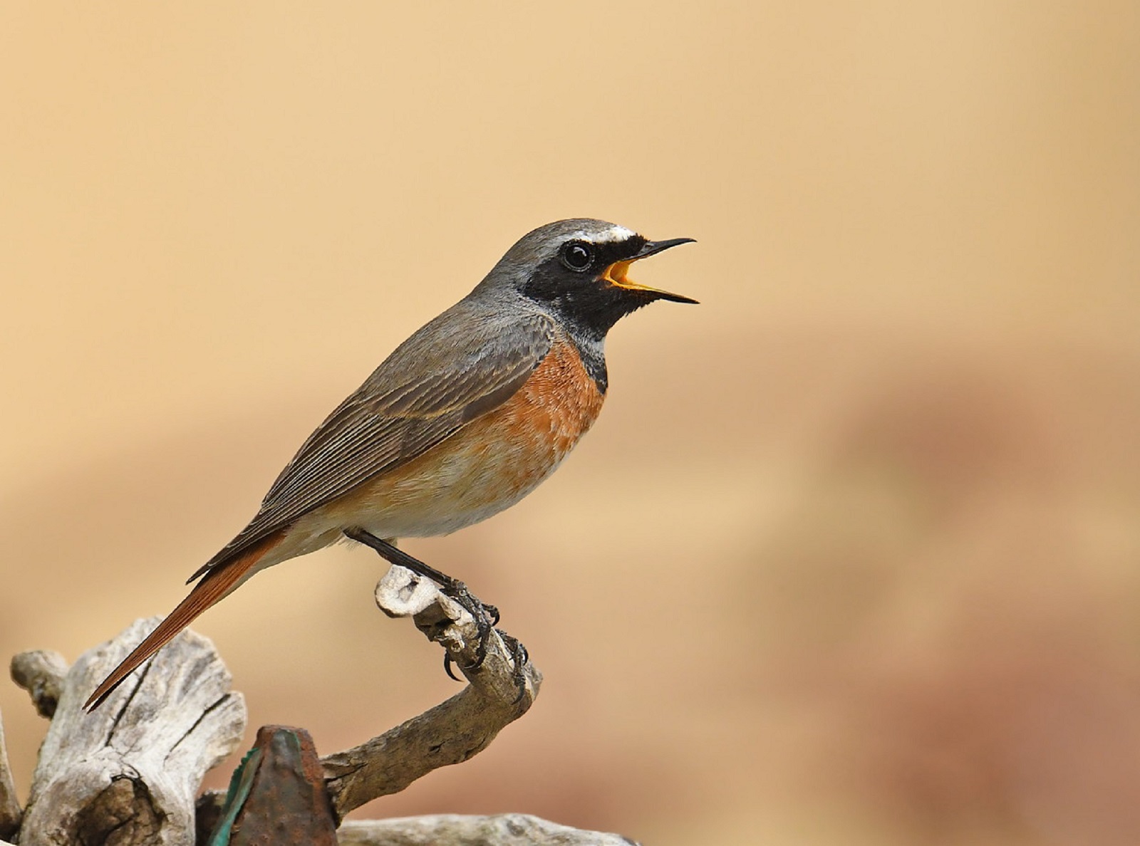 Common redstart