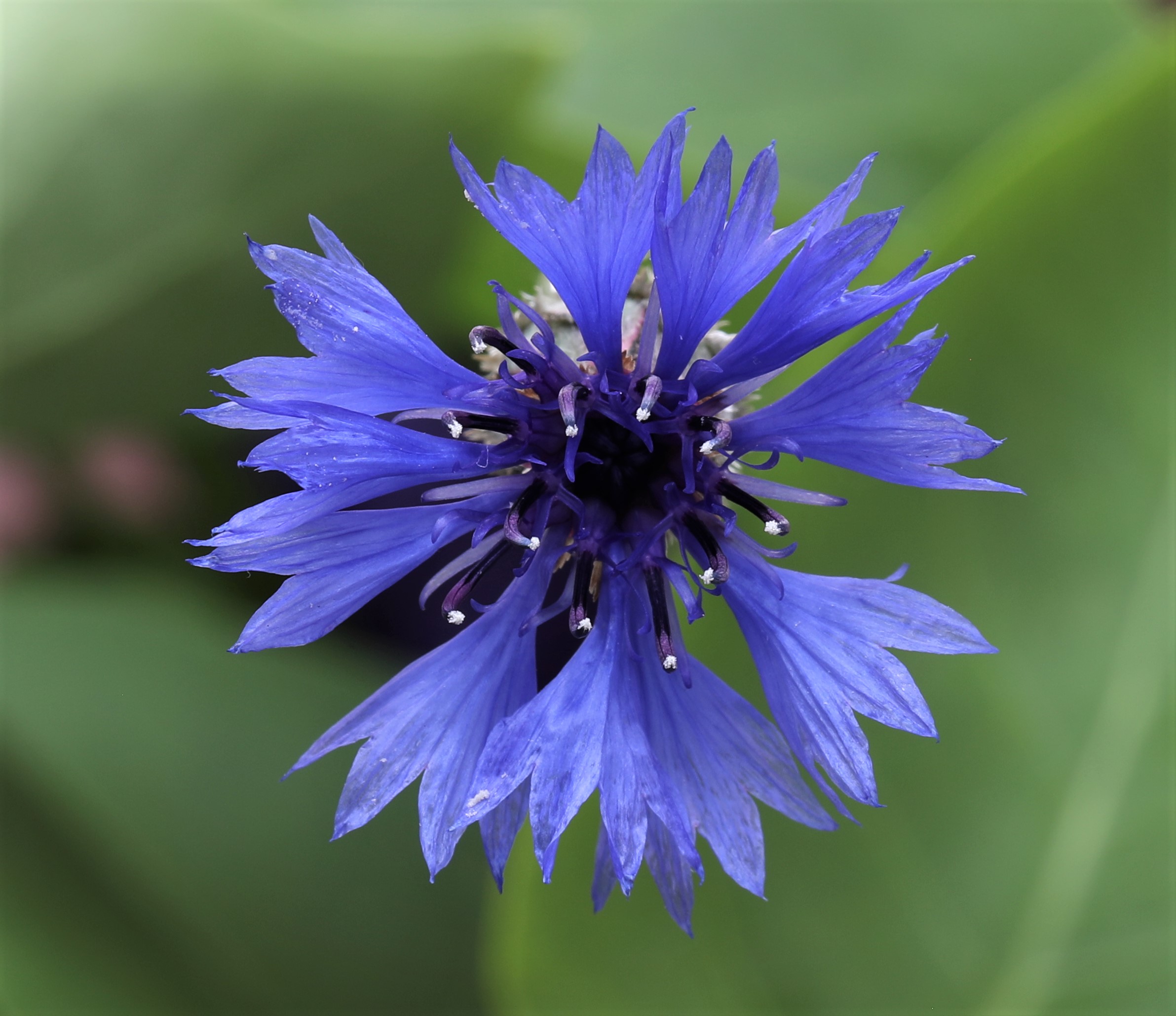 Cornflower