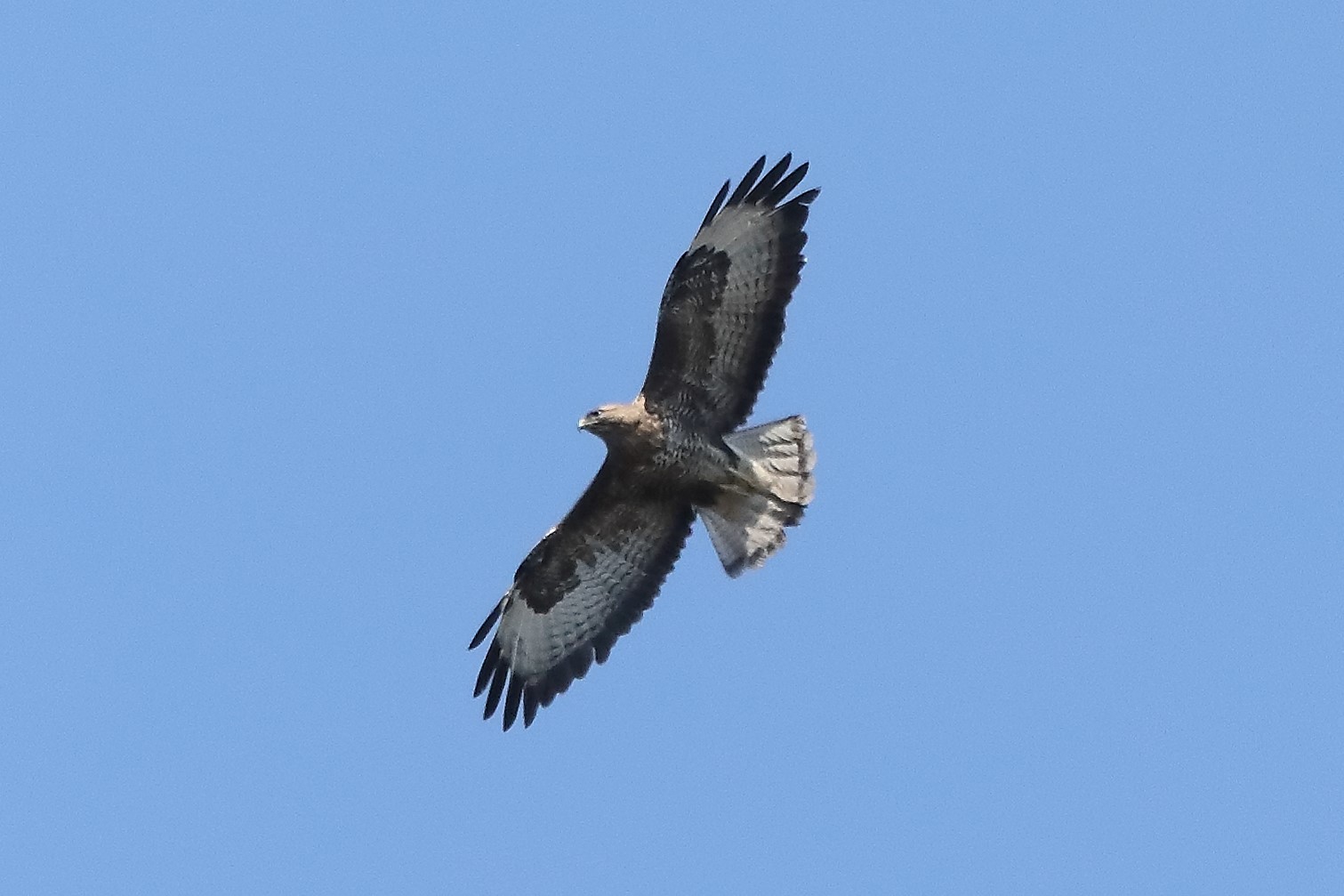 buzzard 05-04-2022