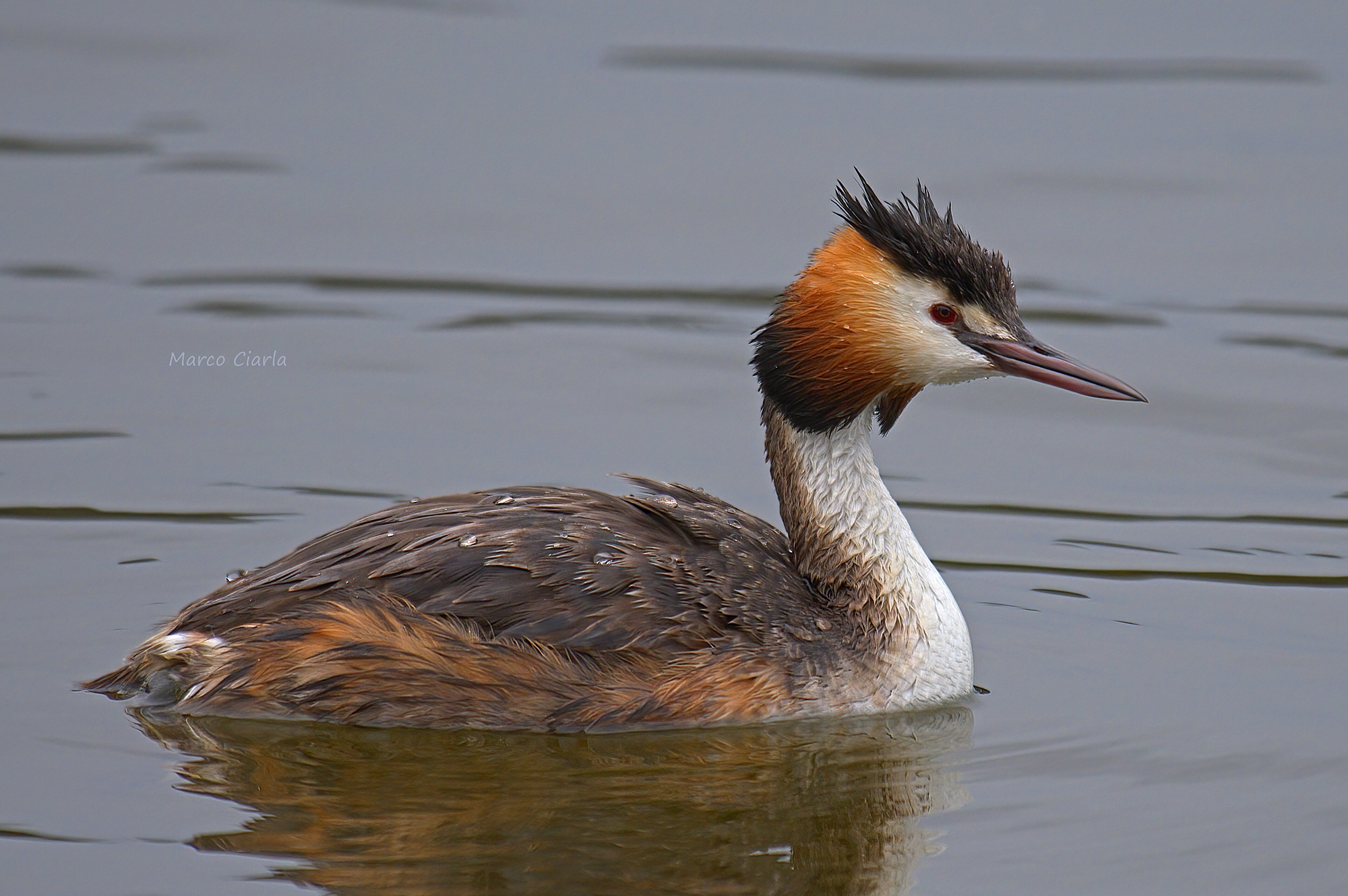 Svasso maggiore (Podiceps cristatus)