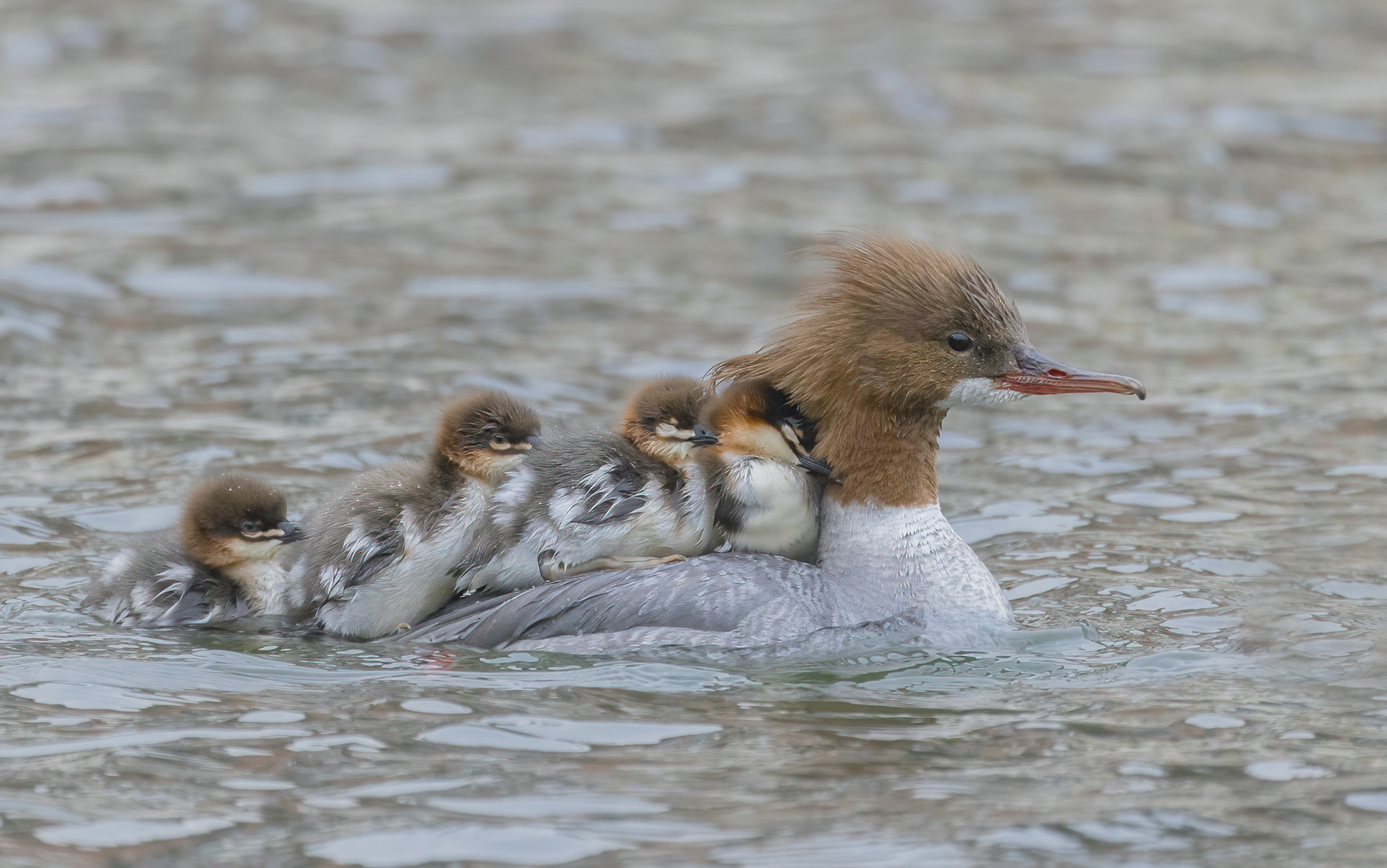 a spasso con i piccoli, smergo maggiore femmina