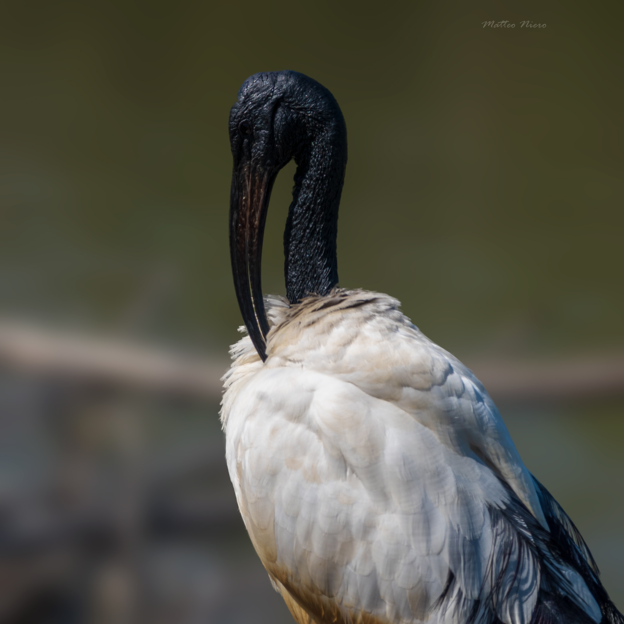 sacred ibis