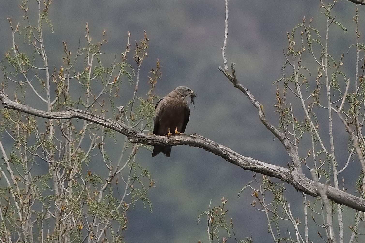 black kite 07-04-2022